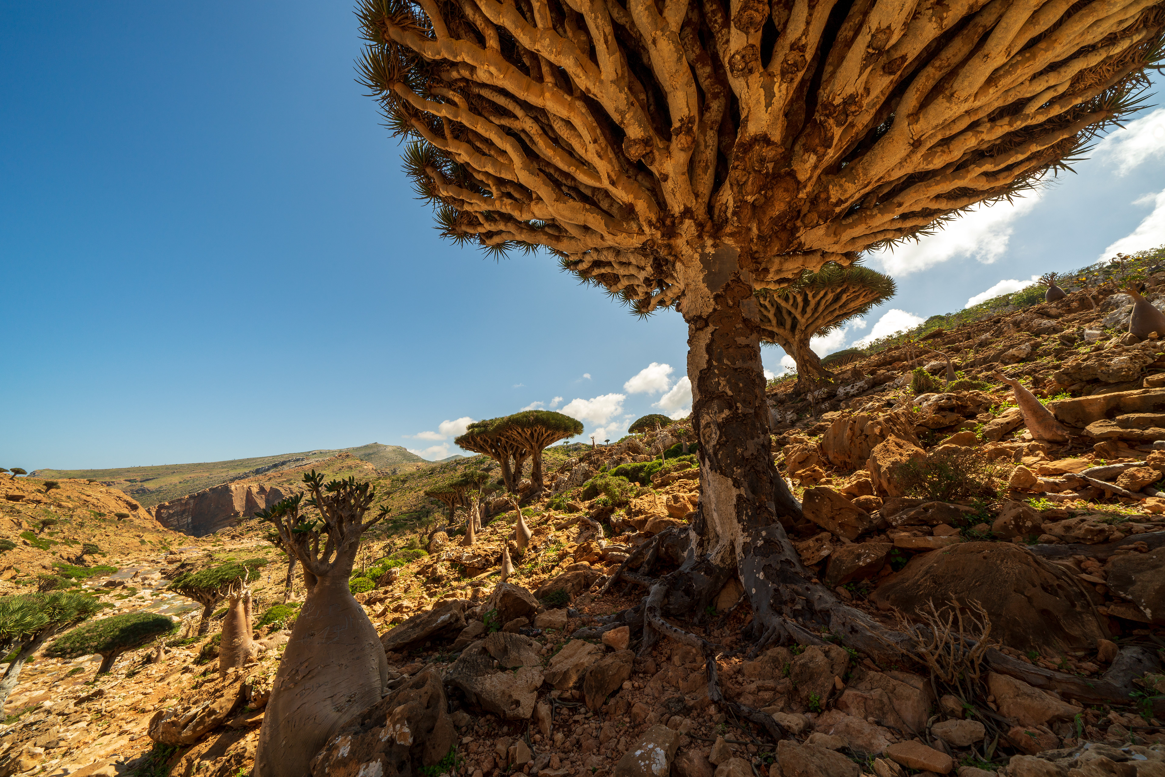 Socotran Dragon's Blood Trees in Homhil Protected Area, the othere area were Dragon Blood trees are still fairly abundant.