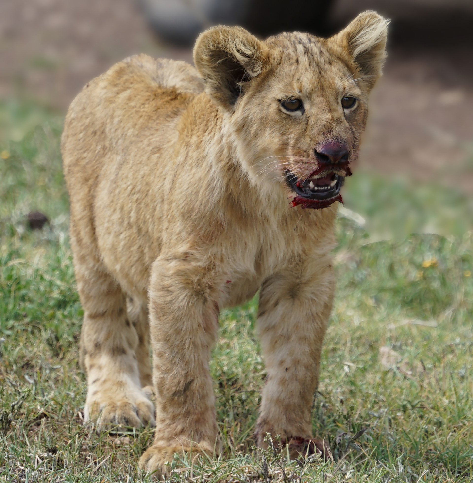 Lion (Panthera leo)