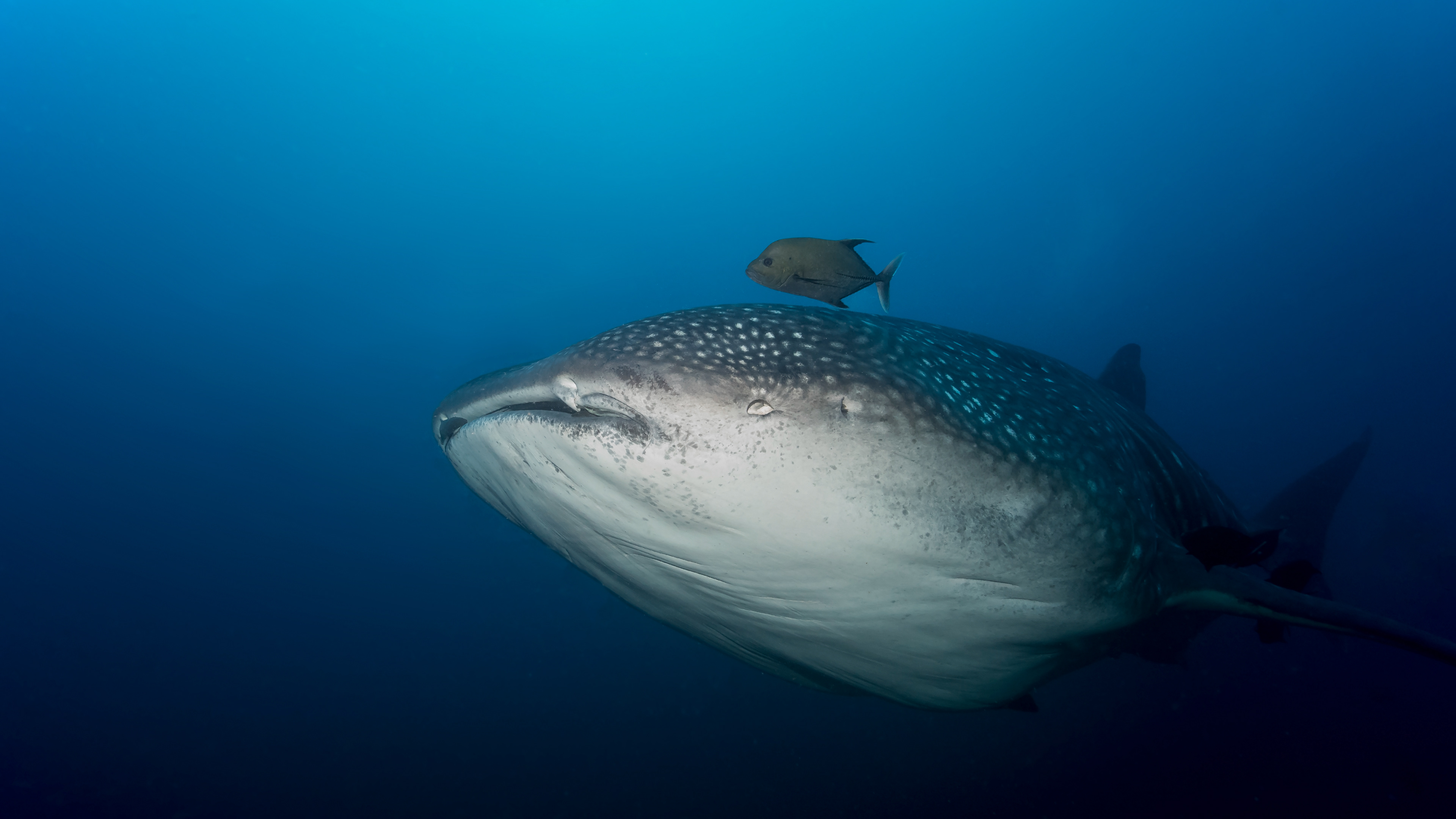 Whale shark (Rhincodon typus)