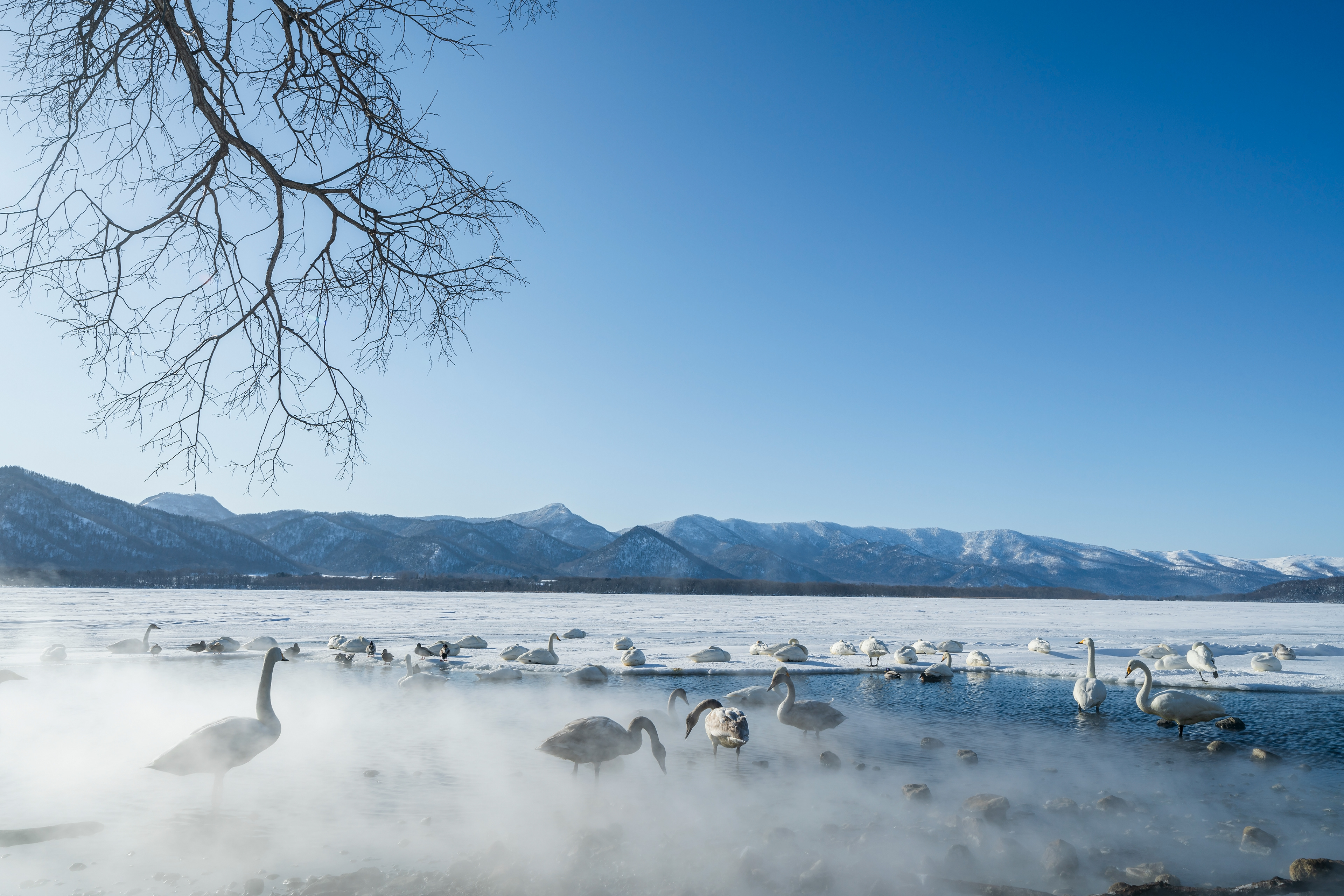 Cygnus cygnus, The whooper swan in Lake Kussharo, Hokkaido, Japan