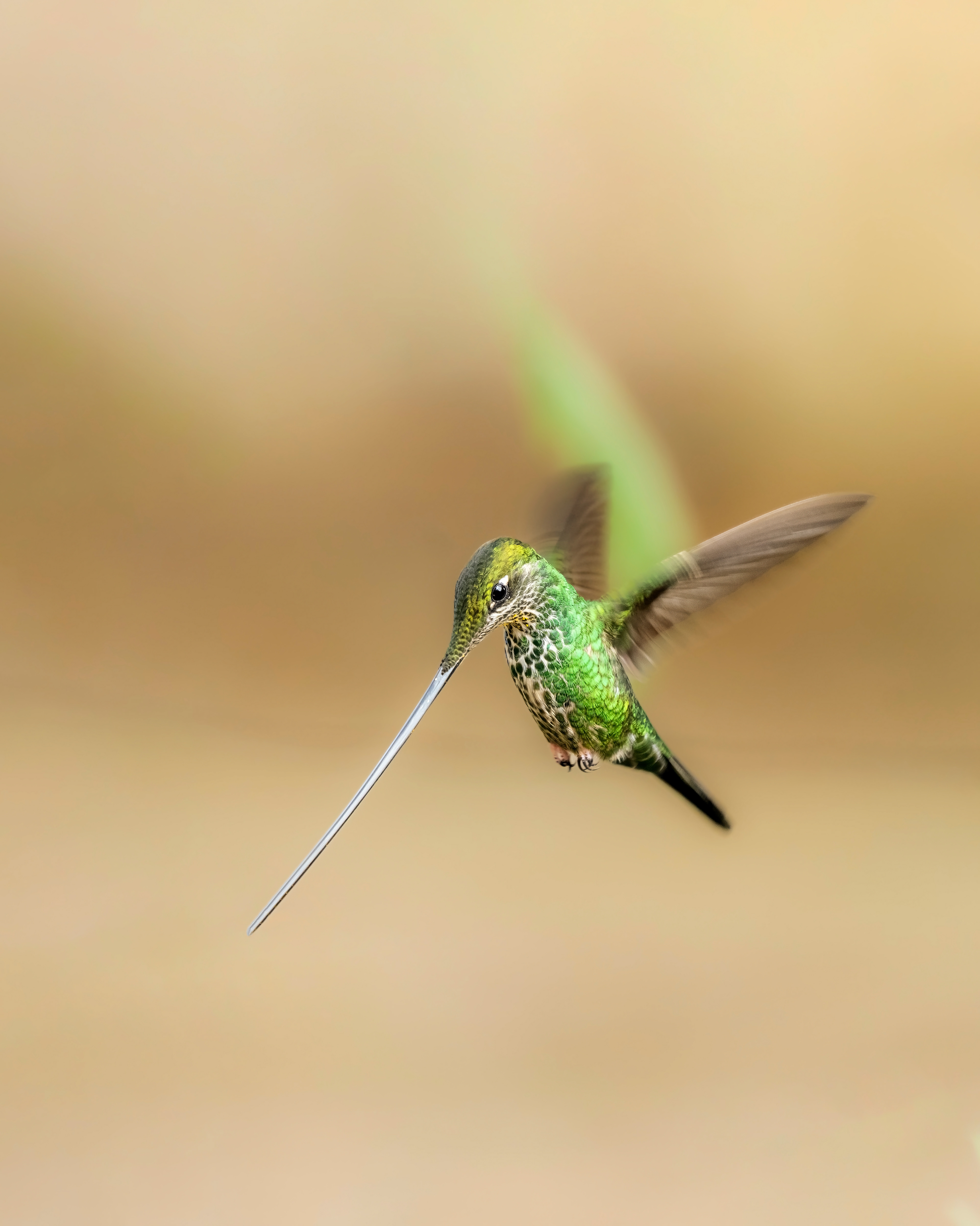 Sword-billed hummingbird (Ensifera ensifera) in Colombia