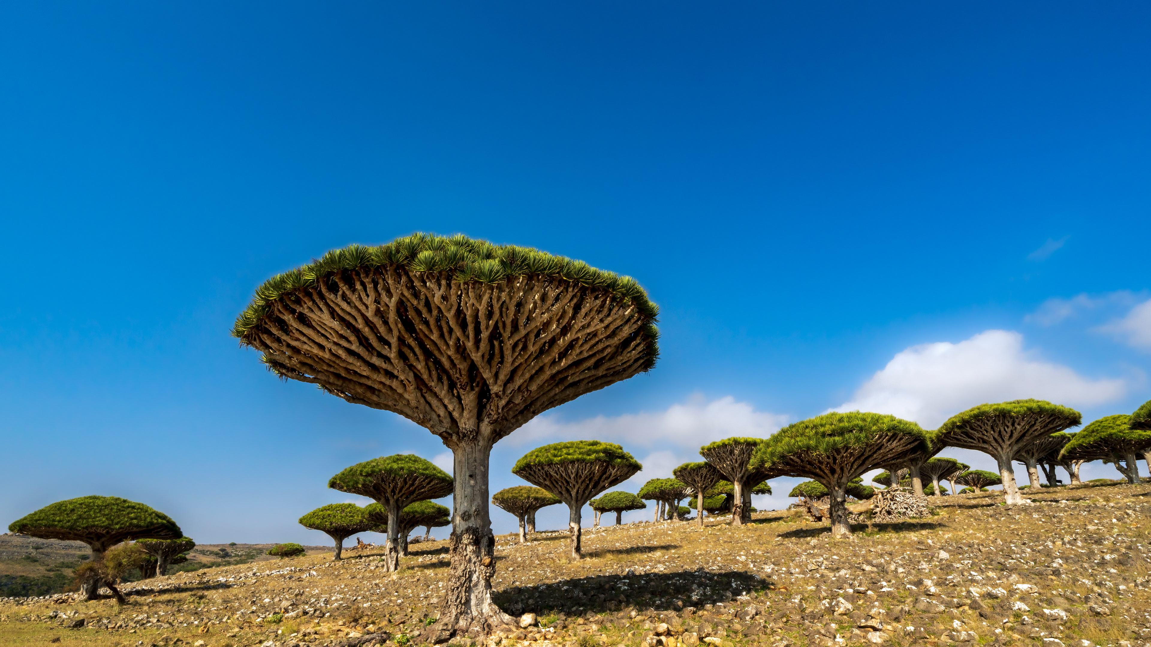 Socotran Dragon's Blood Trees. Firhmin has the highest concentration of Dragon’s Blood Trees in Socorta, thus in the entire world.