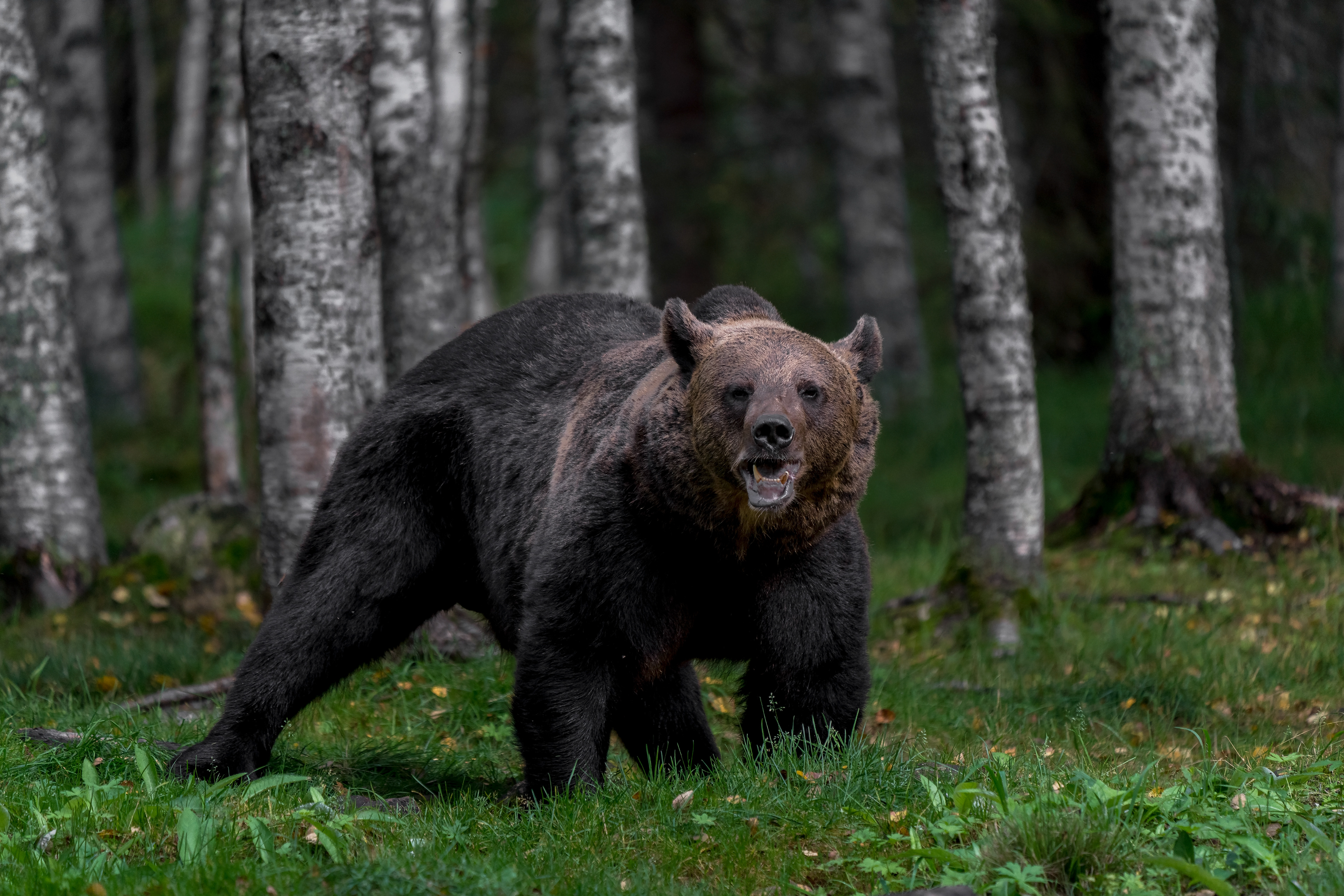 Brown bear (Ursus arctos) in Northern Karelia, Finland