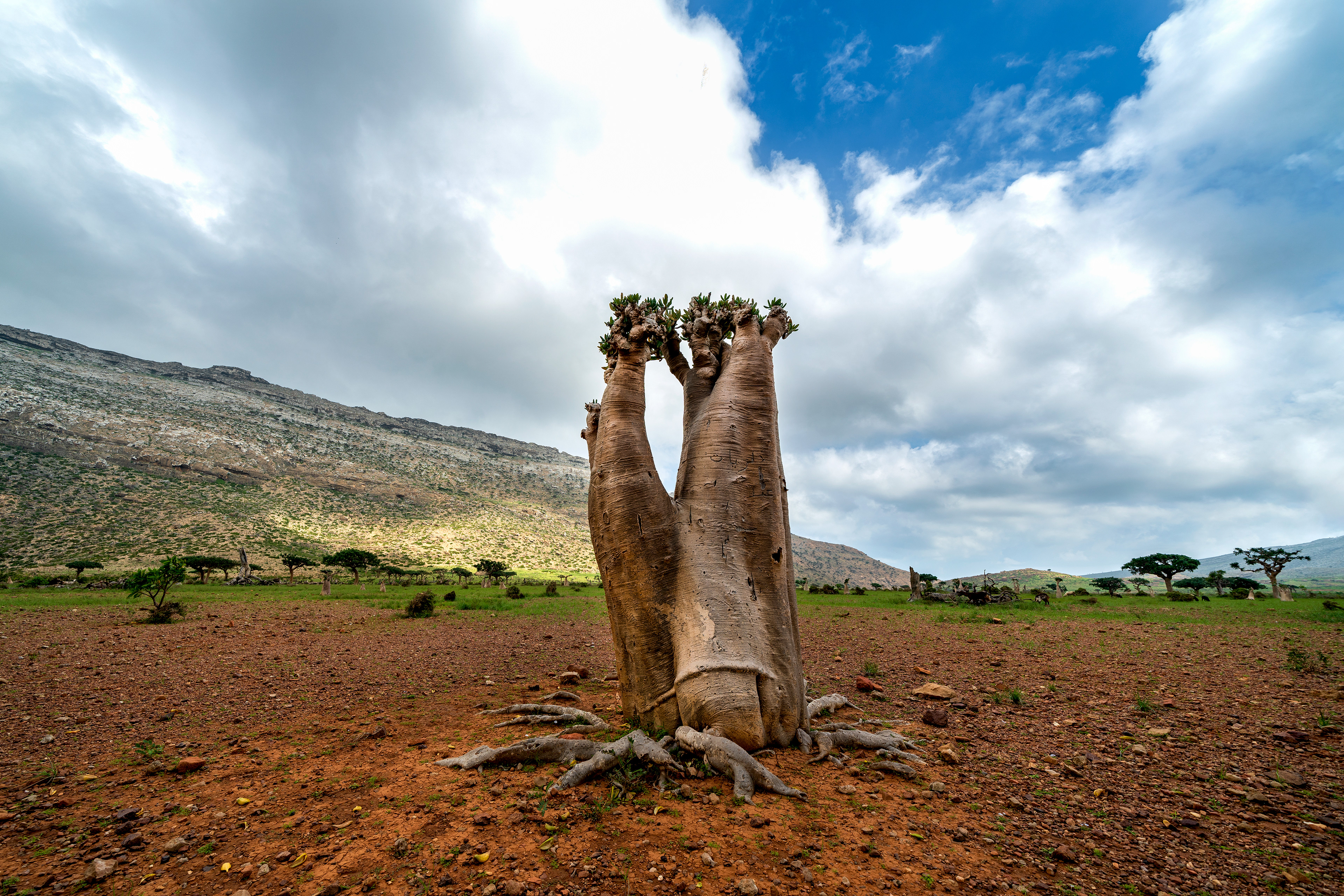 Adenium Obesum Socotranum, another endemic plant, in Homhil Protected Area.