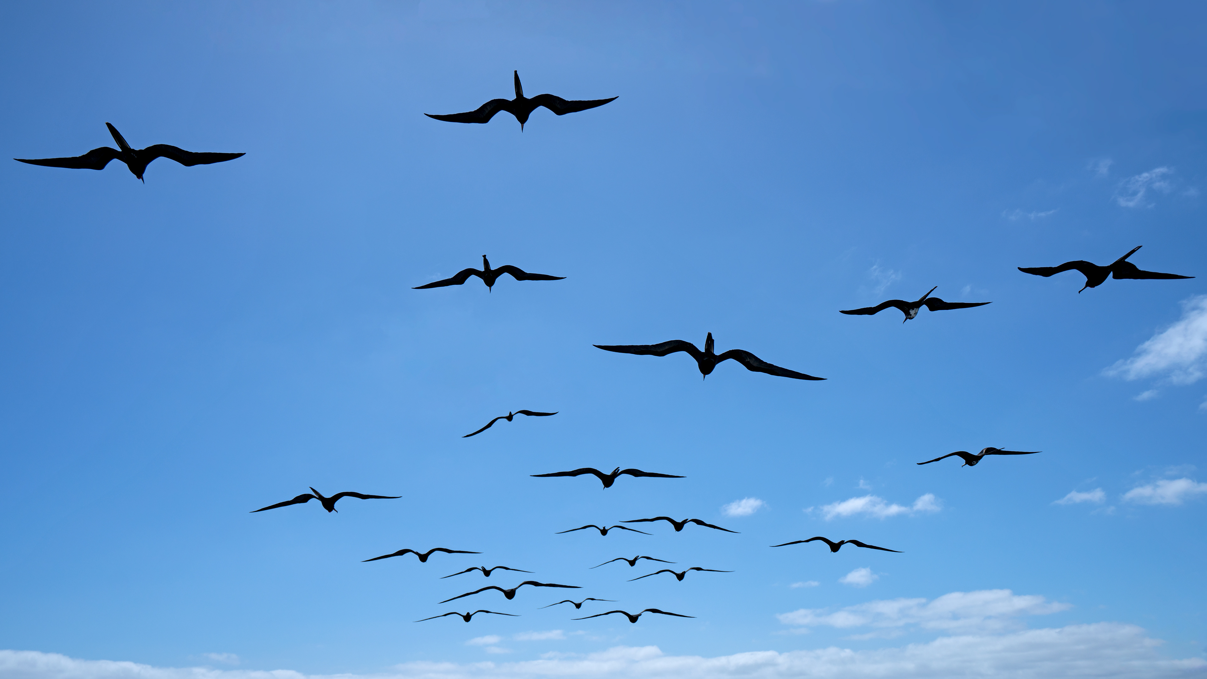 Magnificient Frigatebird (Fregata magnificens)