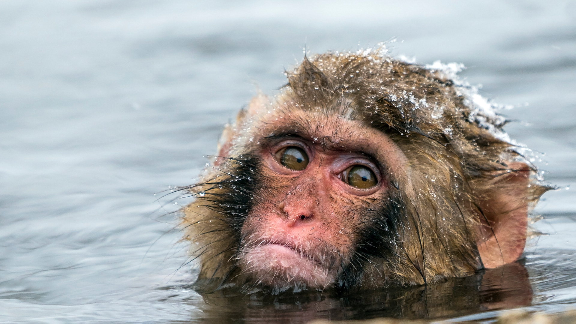 Japanese macaque (Macaca fuscata)