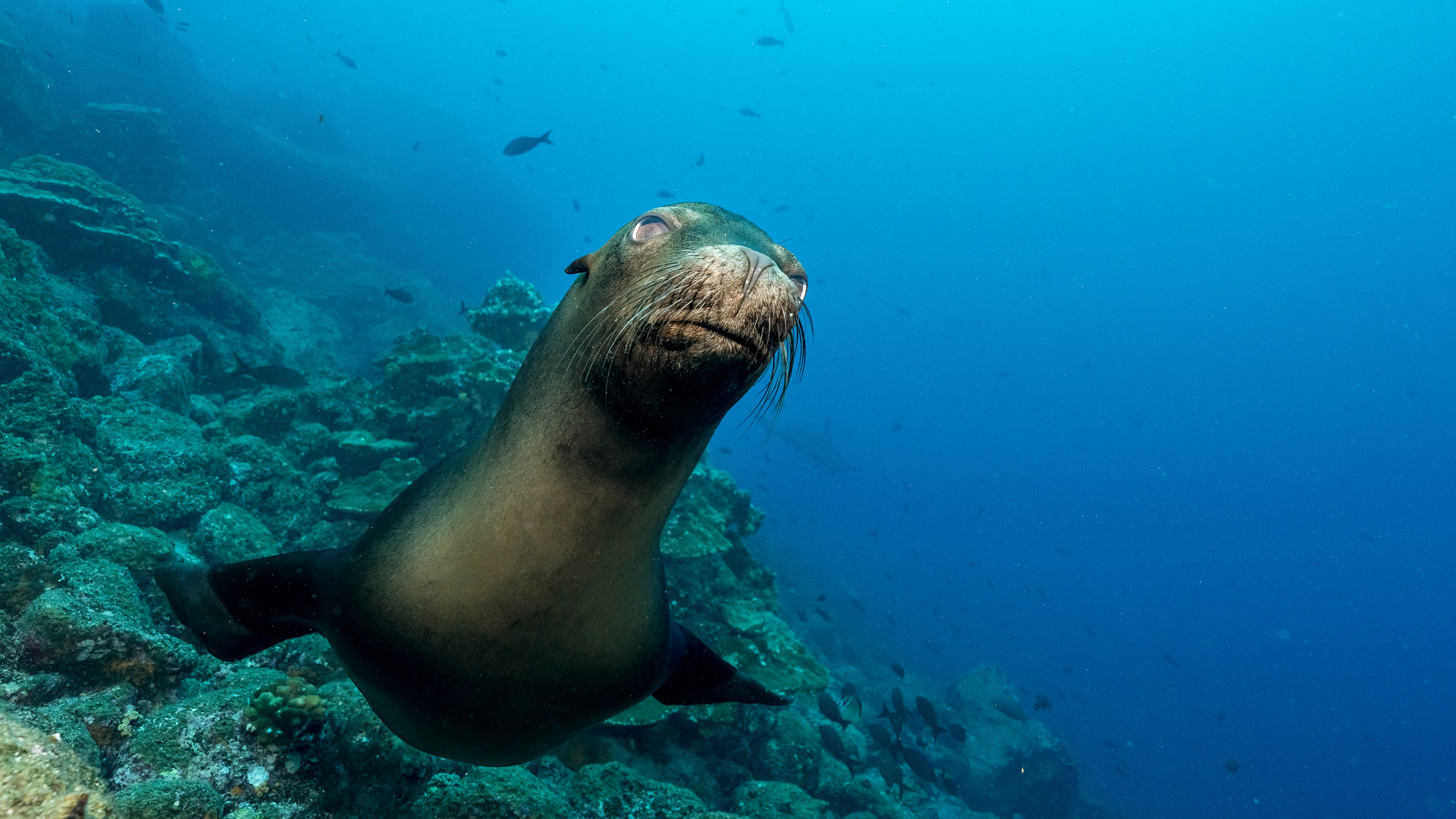 Galápagos sea lion (Zalophus wollebaeki)