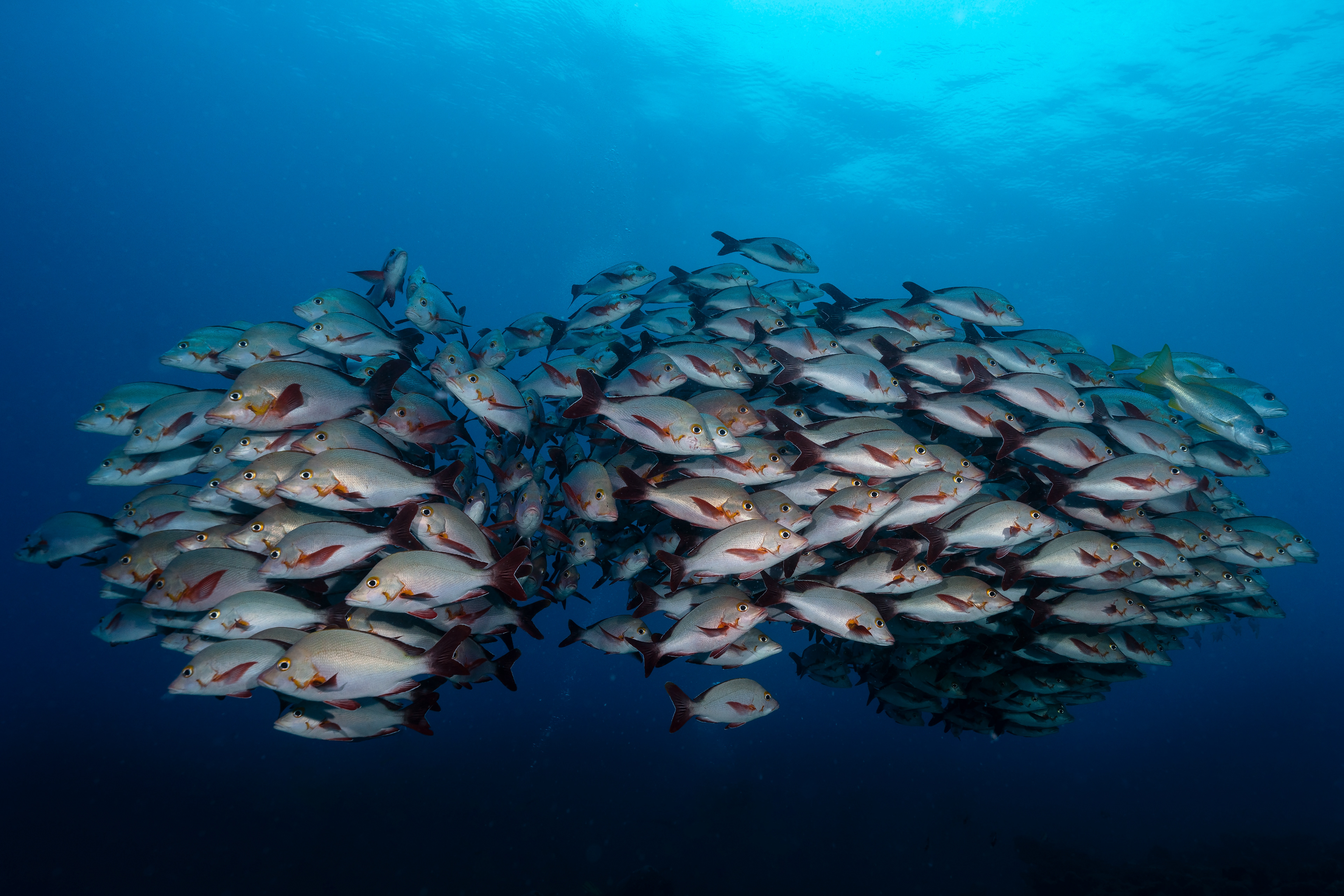 Humpback Snapper Lutjanus gibbus