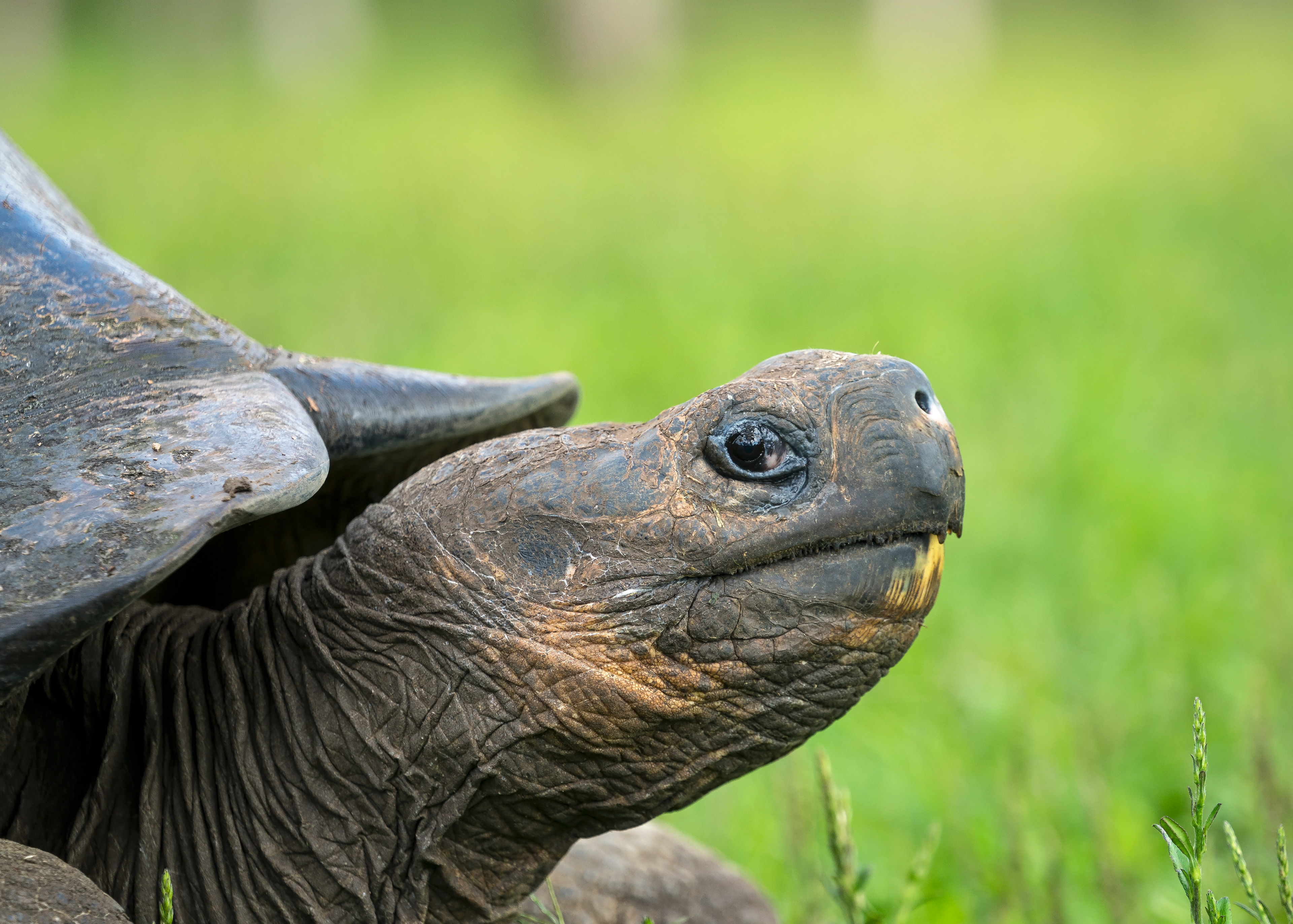 Giant Galapagos Tortoise (Chelonoidis niger)