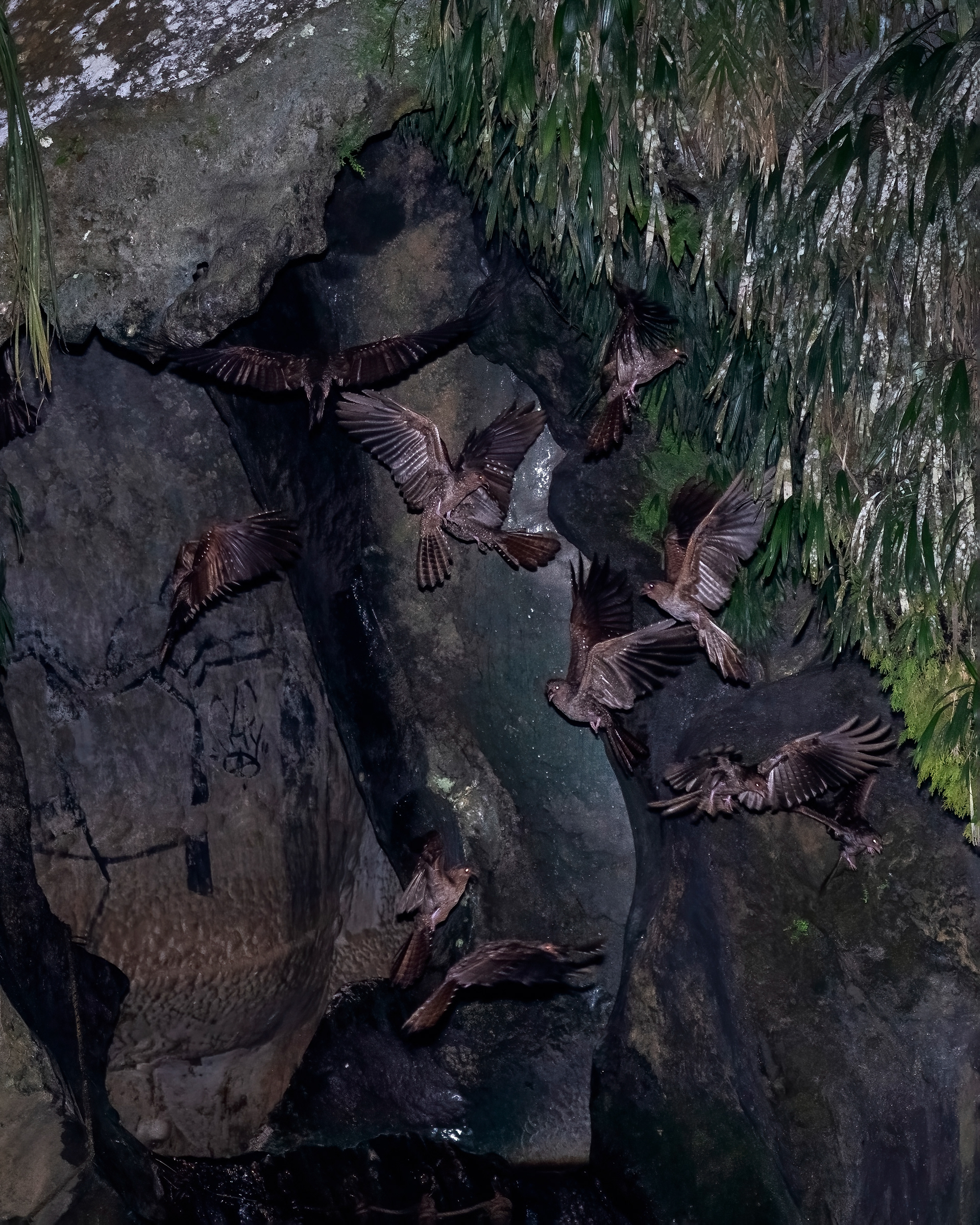 oilbird, Steatornis caripensis, Colombia