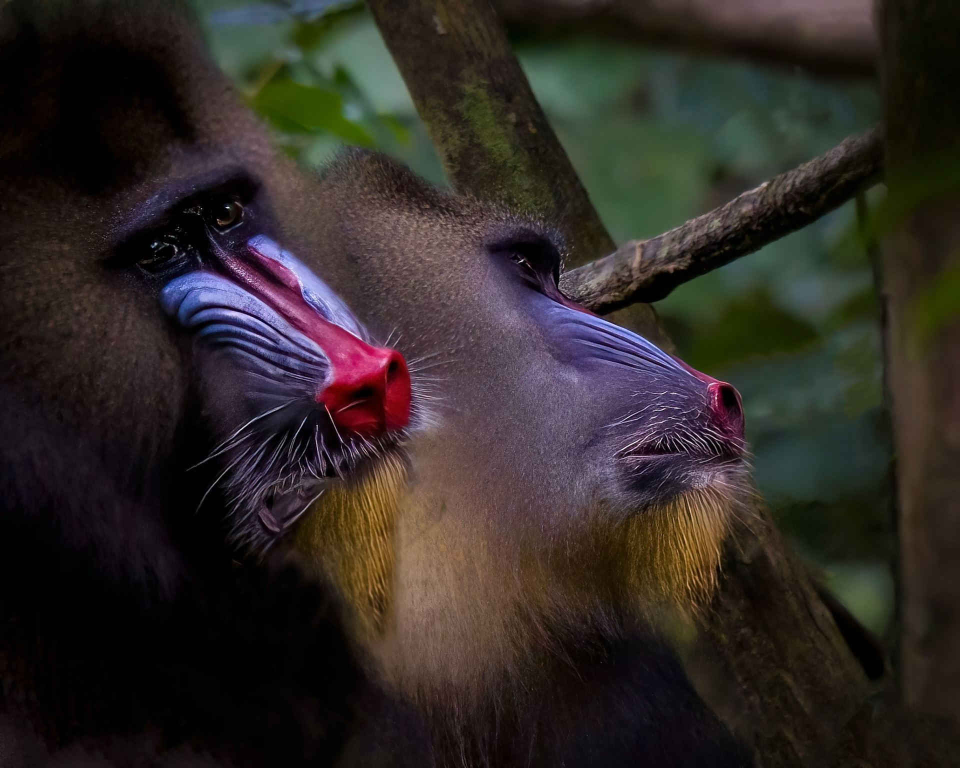 Mandrill, Mandrillus sphinx, Gabon, Lope National Park