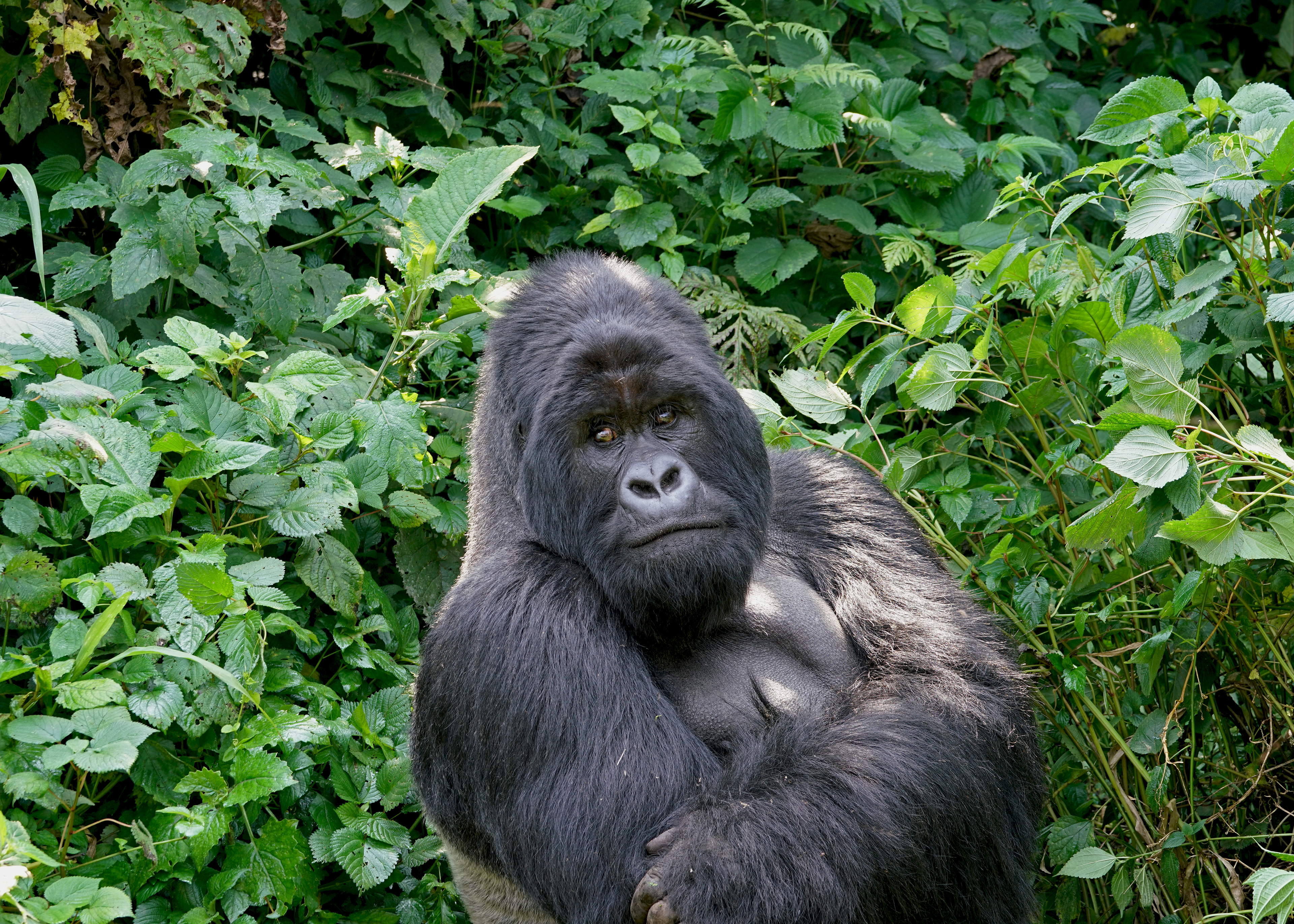 mountain gorilla, Gorilla beringei beringei, Virunga National Park, Congo Democratic Republic