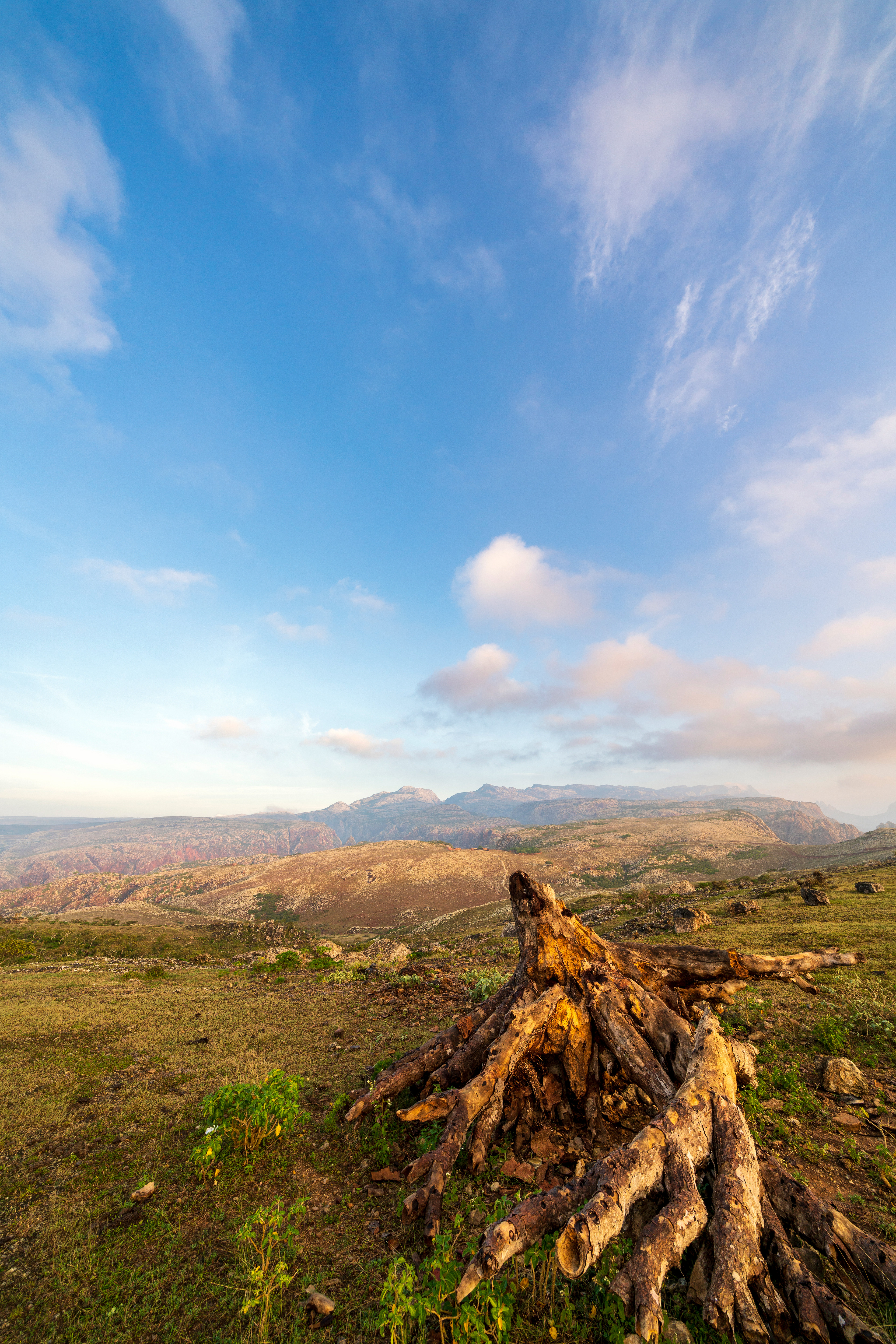 Dead Dragon Blood Tree with Haggier Mountains in the background. Goat and cow grazing erodes the landscape.