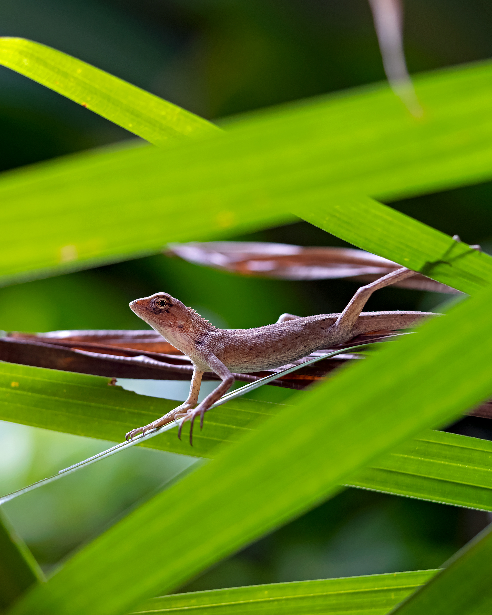 Calotes versicolor, Oriental garden lizard female
