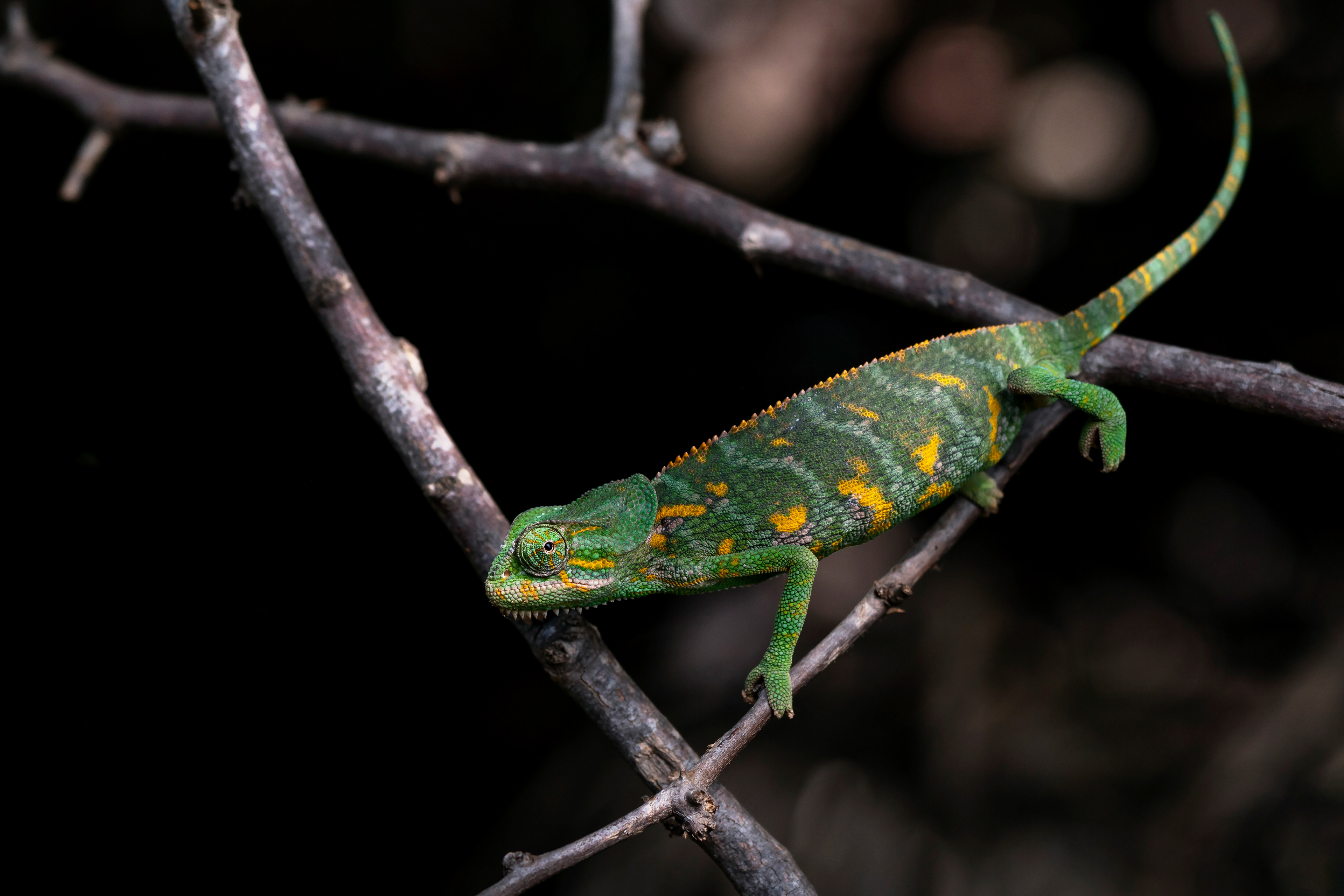 Chamaeleo monachus, endemic to Socotra.