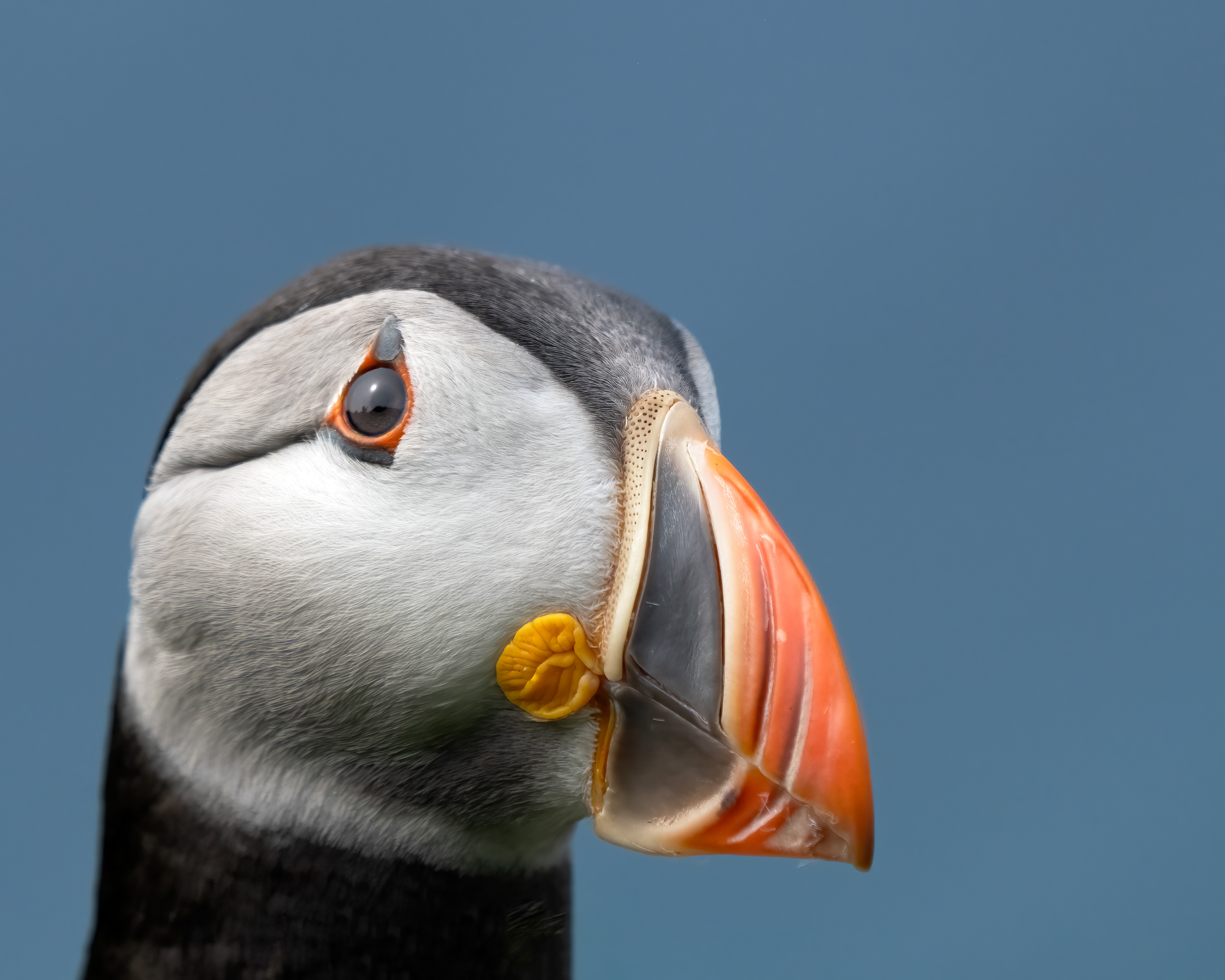 Atlantic puffin, Fratercula arctica, Hornøya