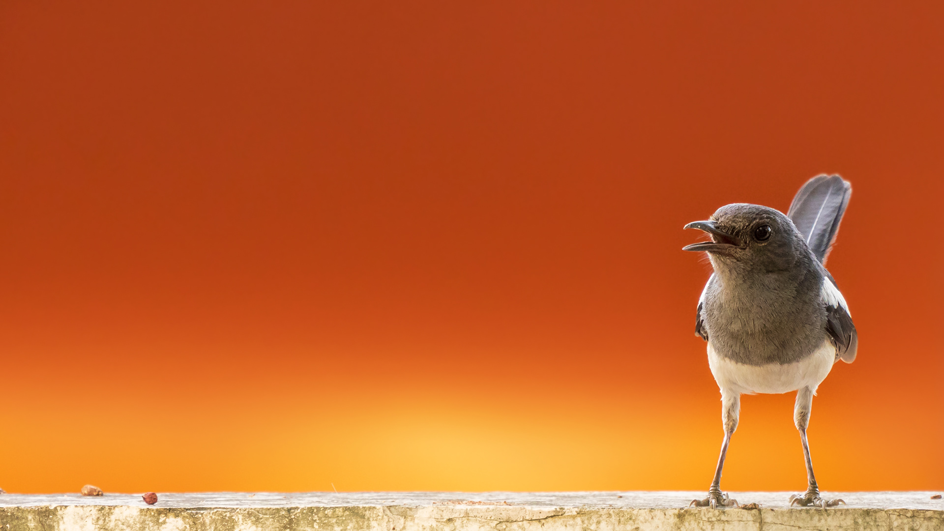 Copsychus saularis, The oriental magpie-robin female in Hua Hin, Thailand