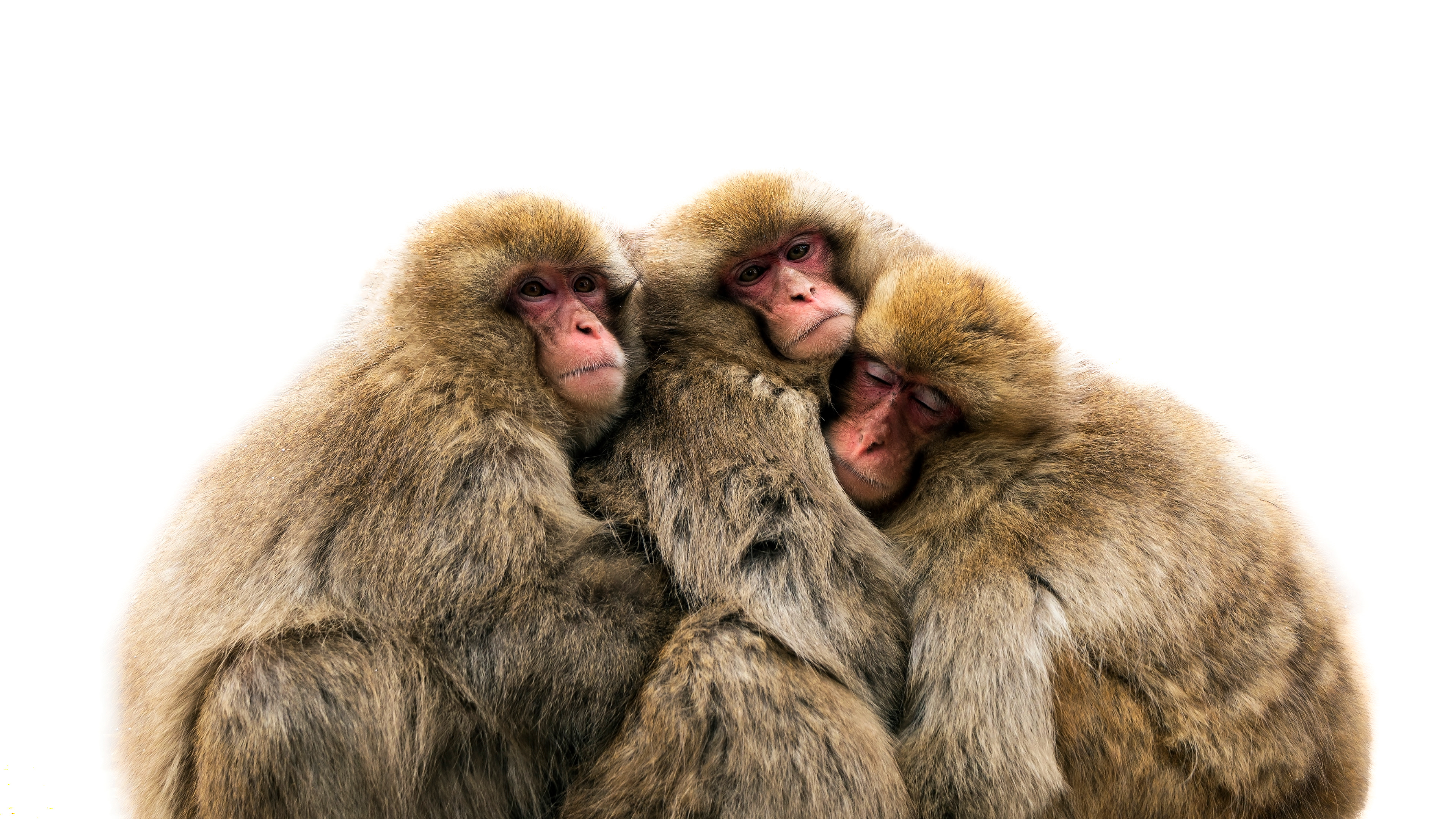 Japanese macaque (Macaca fuscata)