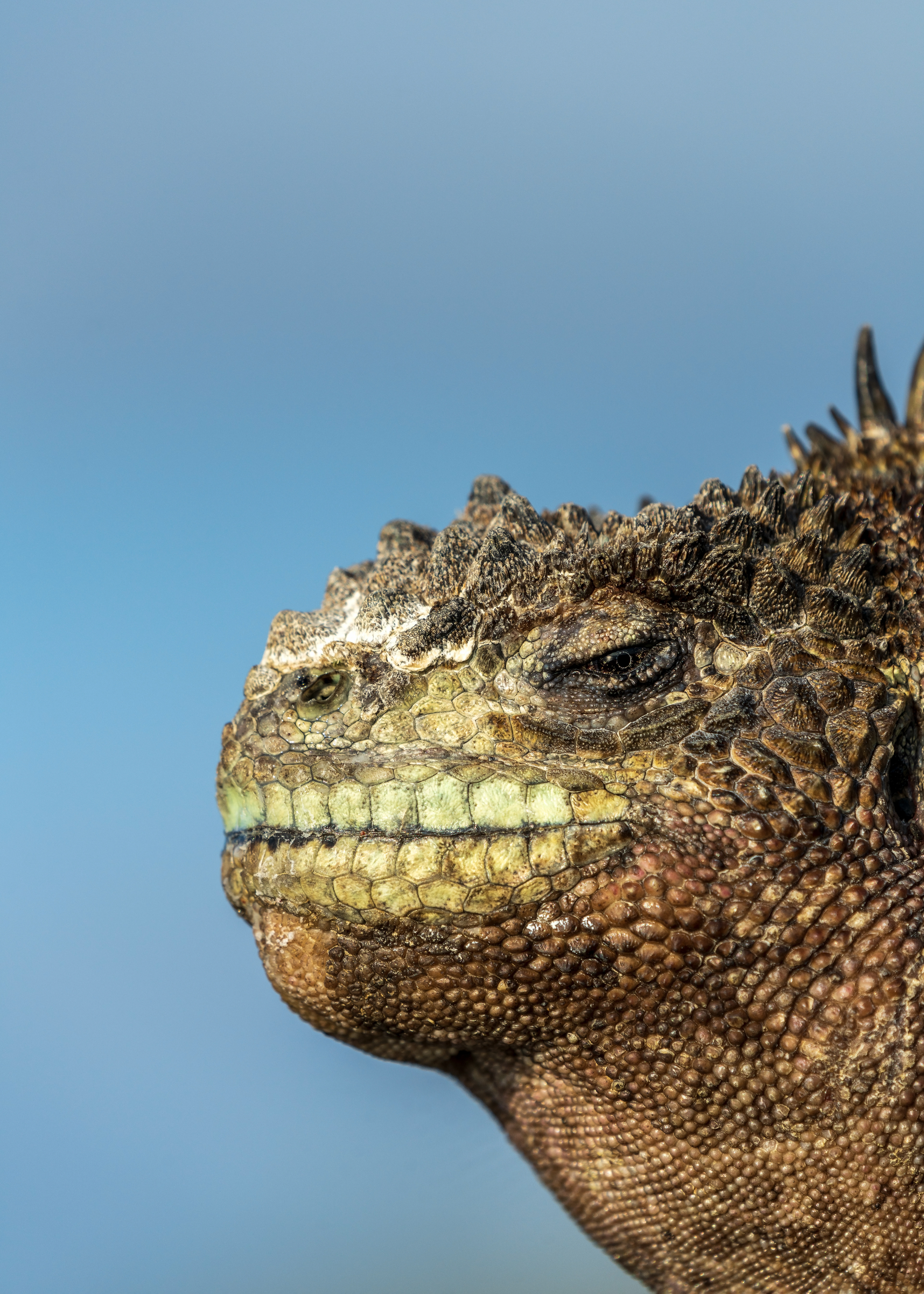 Marine Iguana (Amblyrhynchus cristatus)