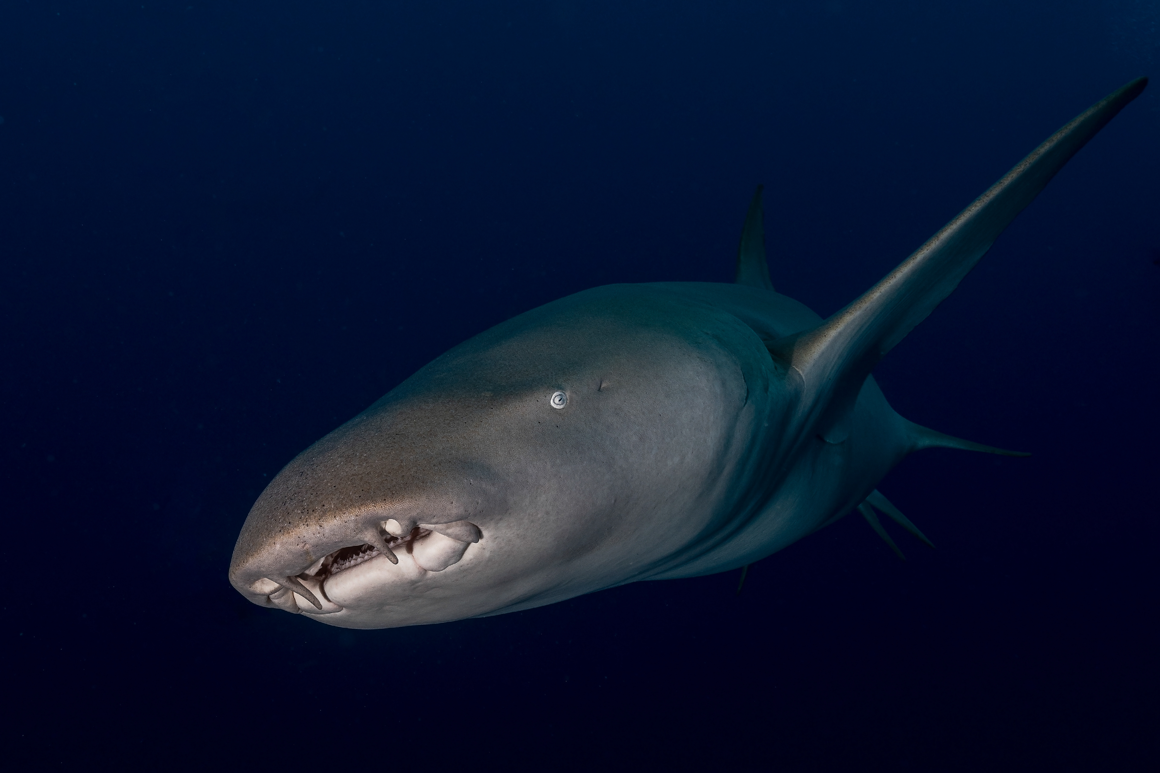 Tawny nurse shark Nebrius ferrugineus