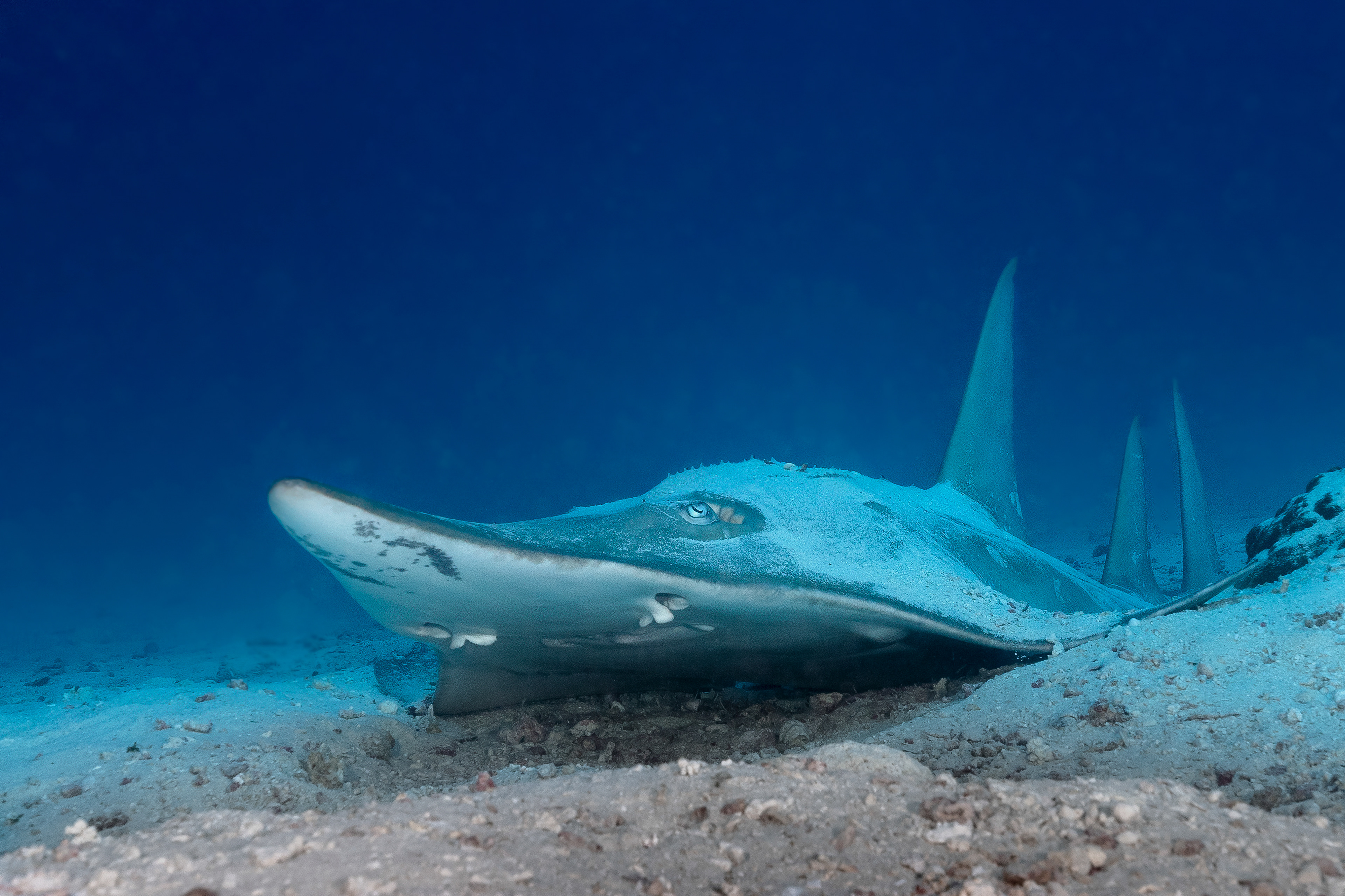 Giant guitarfish Rhynchobatus djiddensis