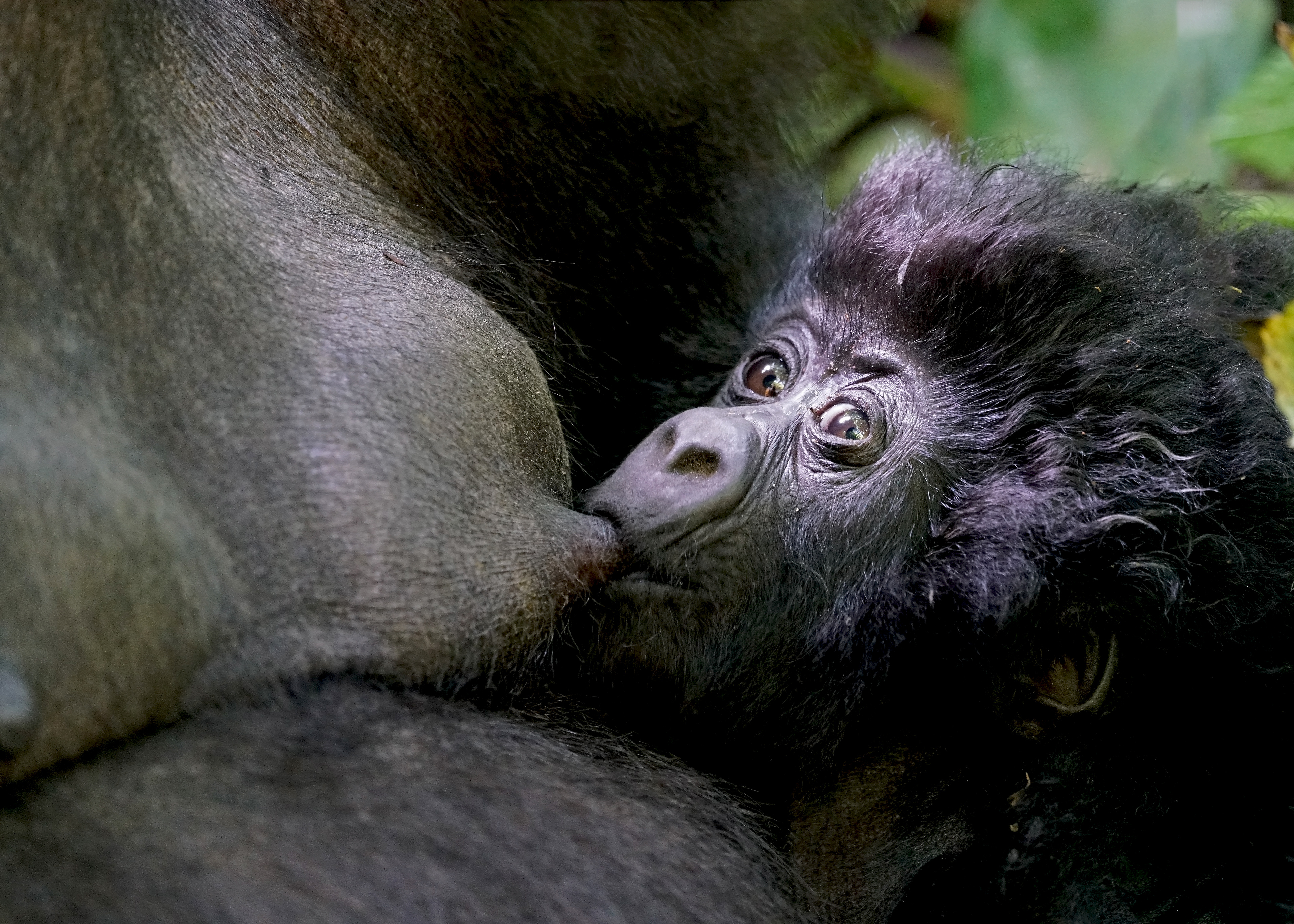 mountain gorilla, Gorilla beringei beringei, Virunga National Park, Congo Democratic Republic