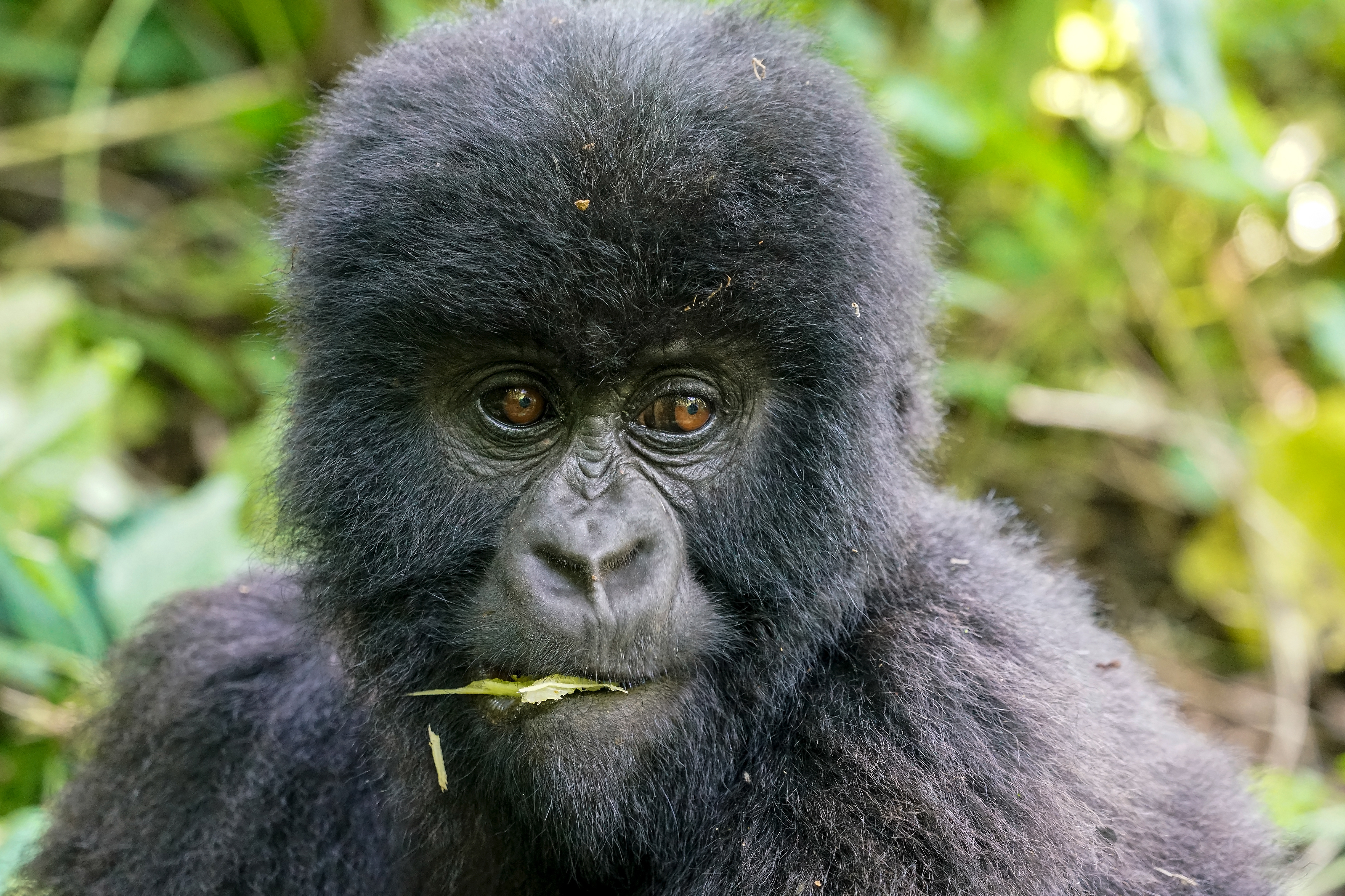 mountain gorilla, Gorilla beringei beringei, Virunga National Park, Congo Democratic Republic