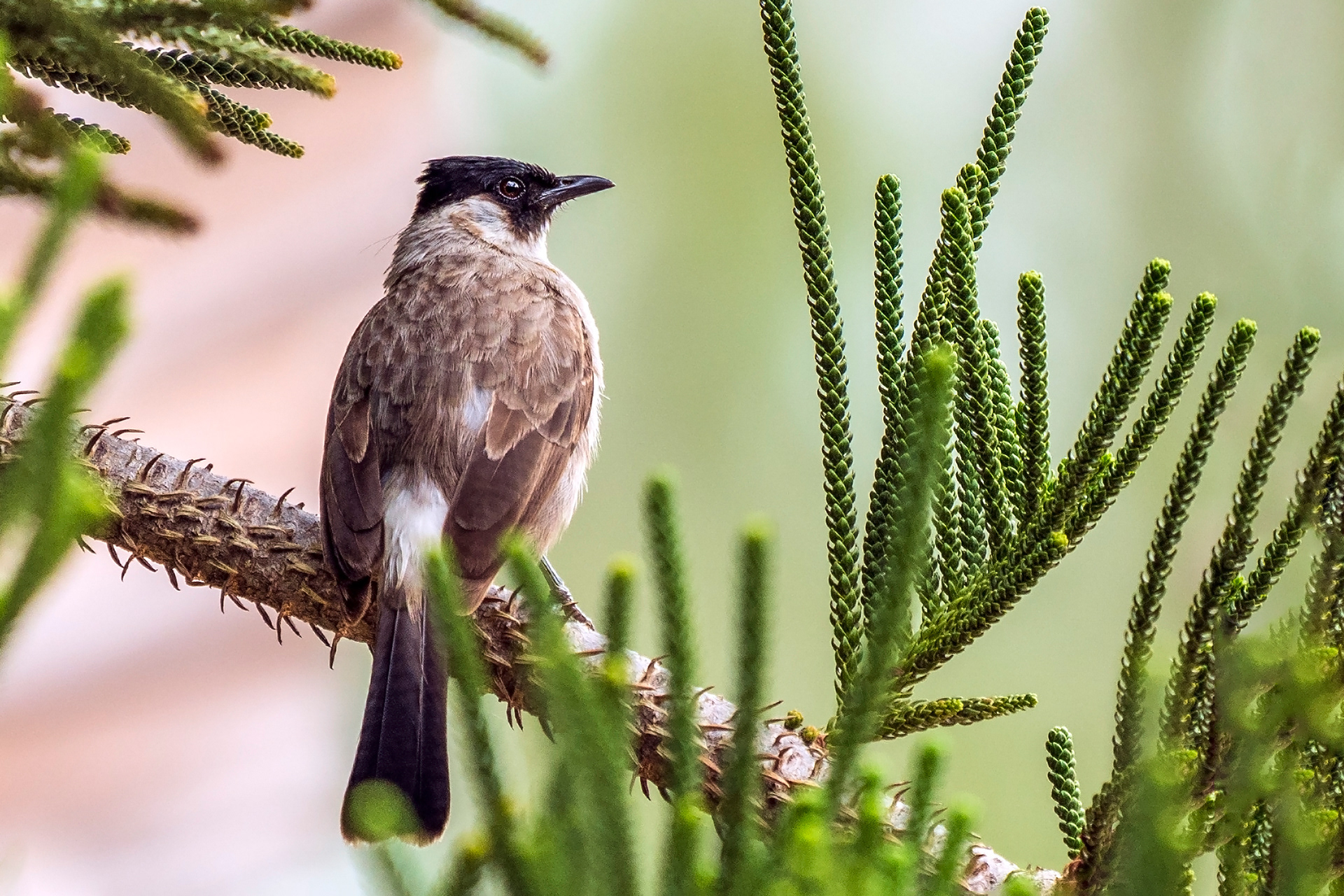 Pycnonotus aurigaster, Sooty-headed bulbul
