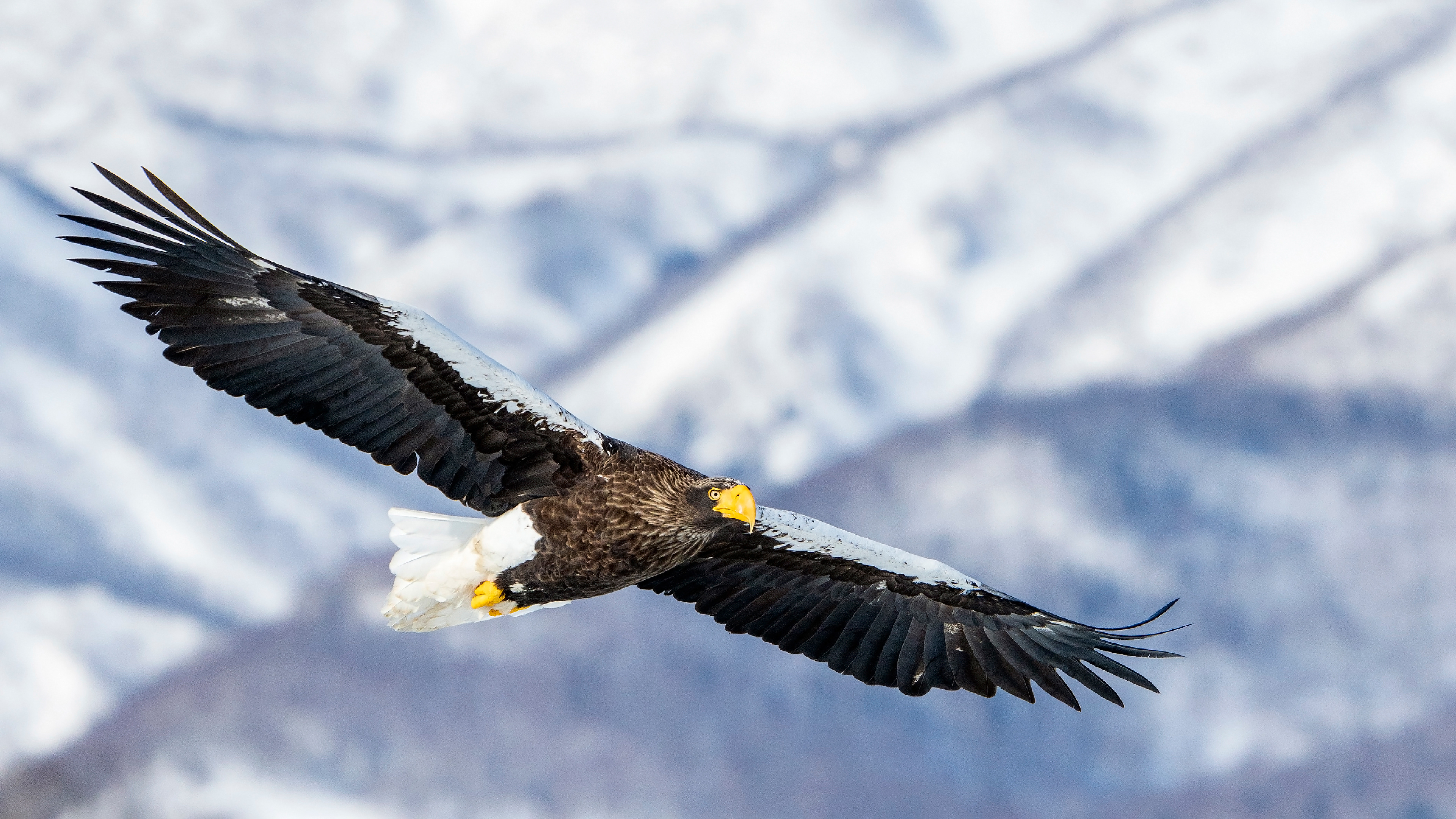 Steller's sea eagle (Haliaeetus pelagicus)