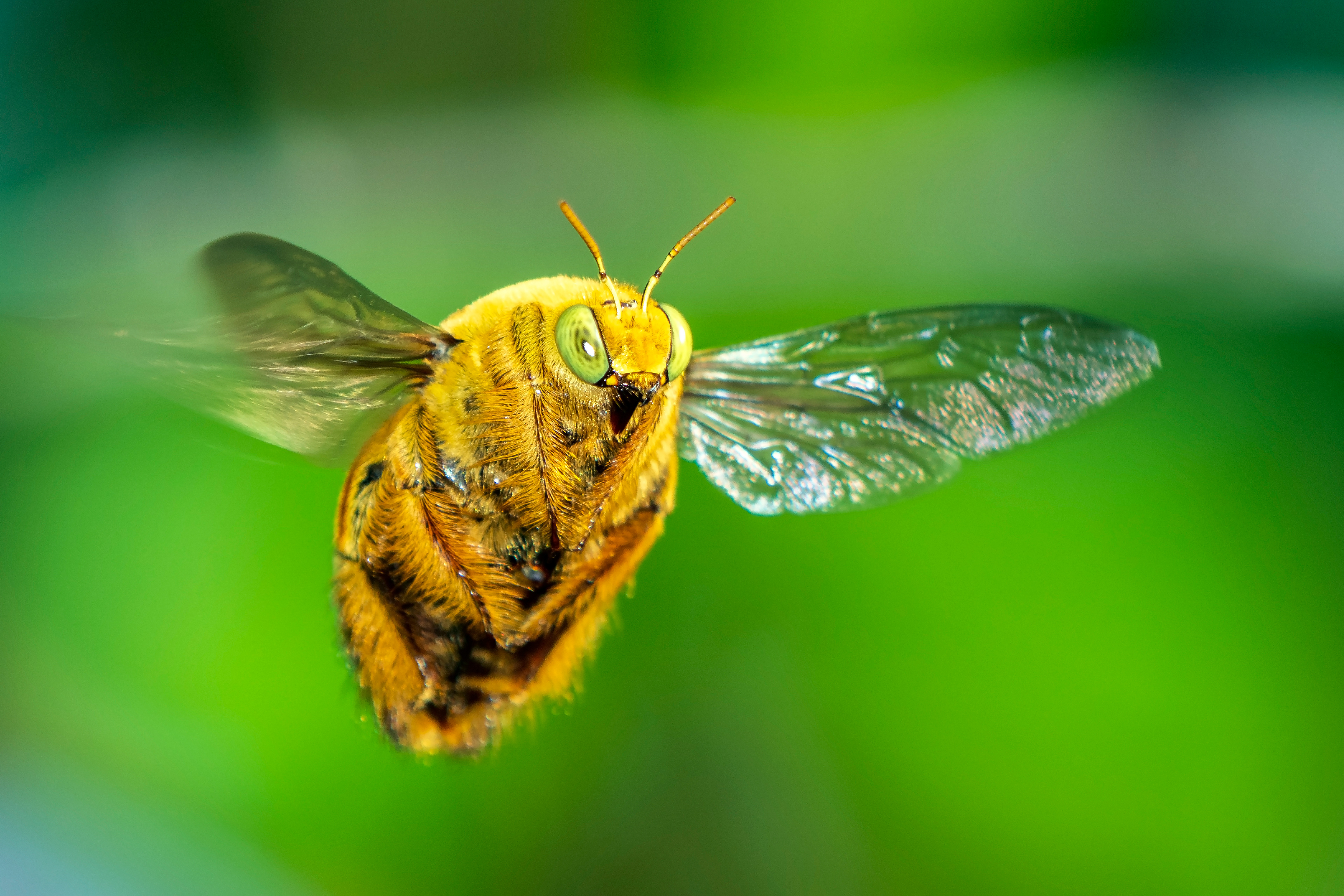 Xylocopa aestuans, Carpenter Bee male