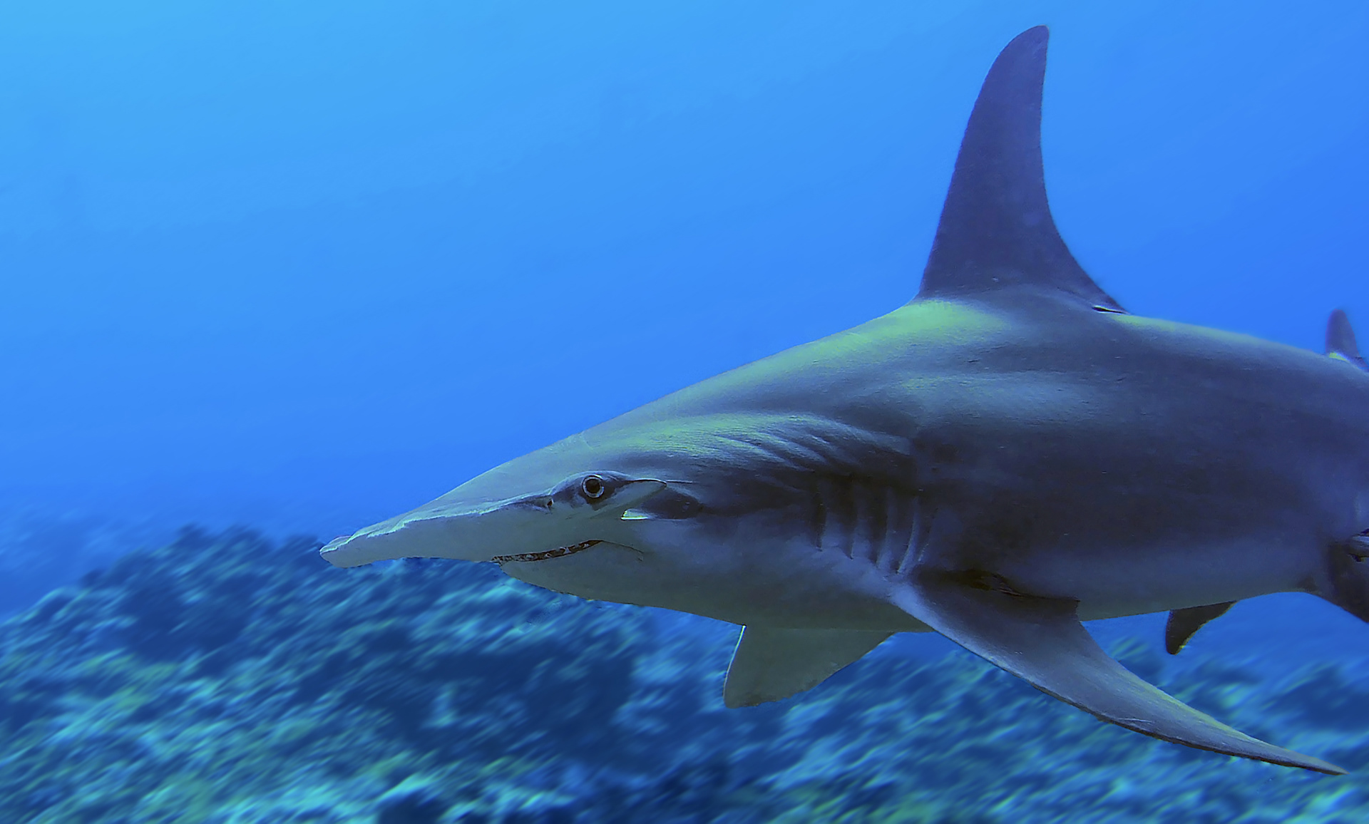 Sphyrna mokarran, The great hammerhead at Rangiroa, French Polynesia