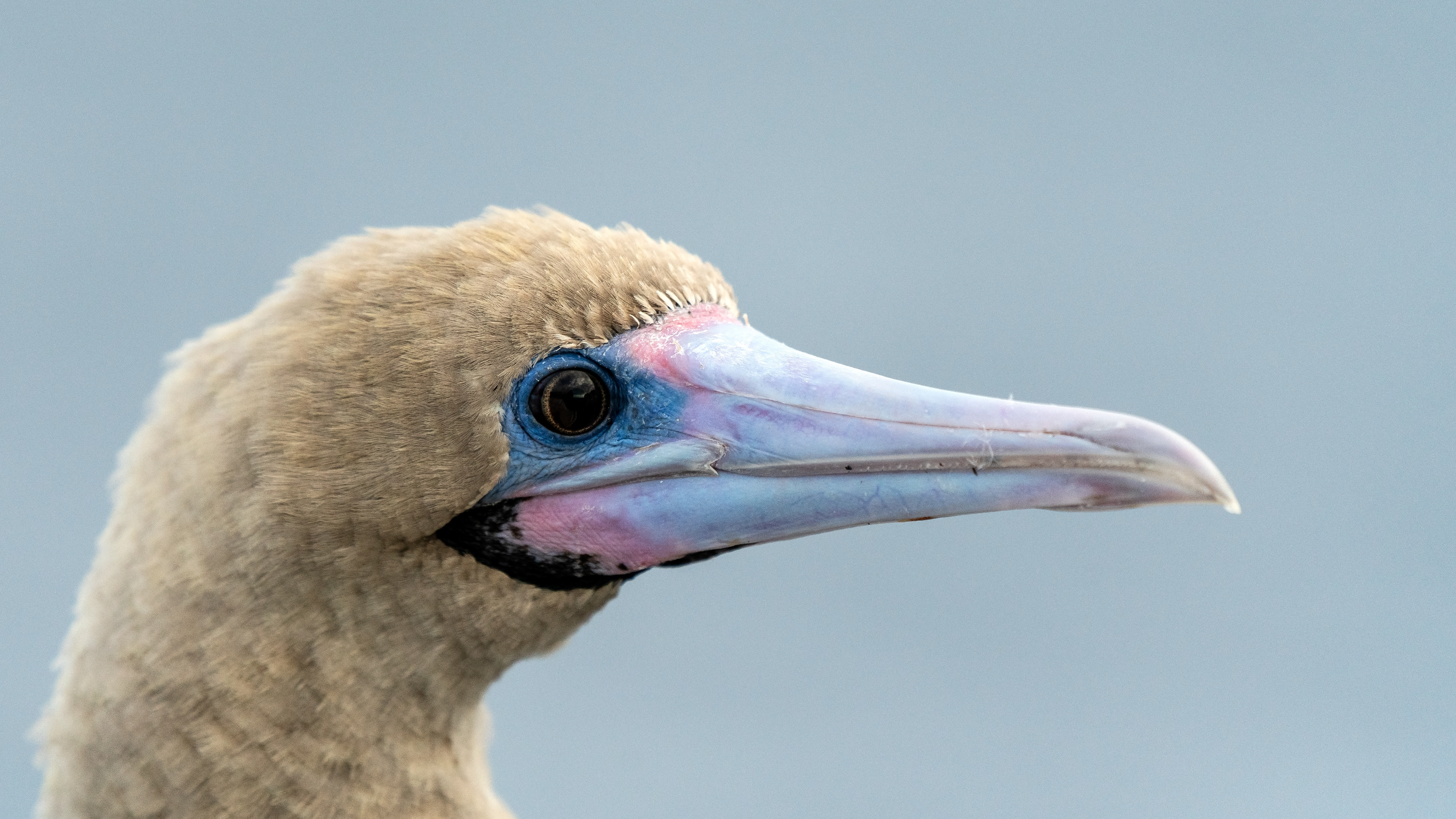 Brown booby (Sula leucogaster)
