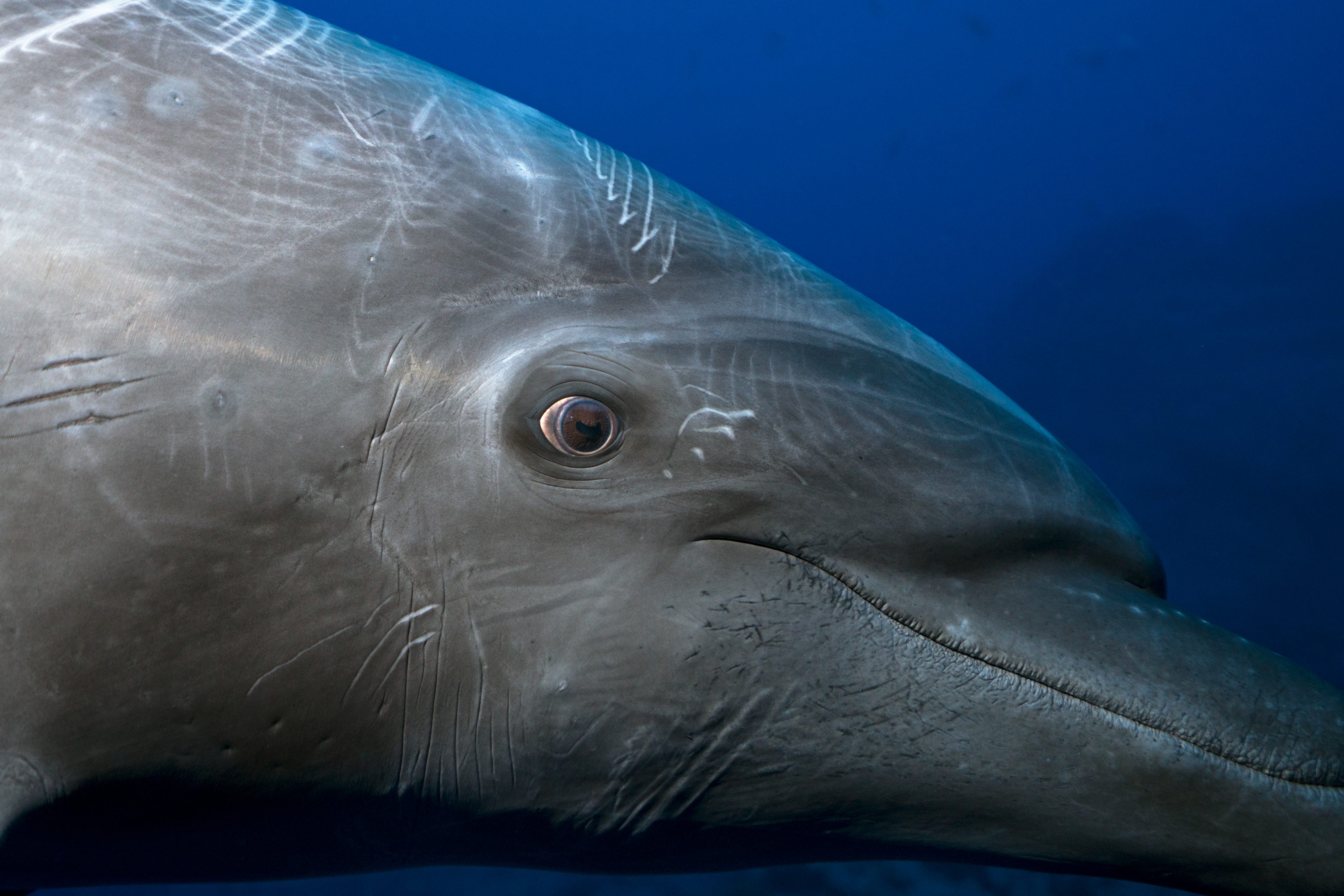 Tursiops truncatus, The common bottlenose dolphin at Socorro, Mexico