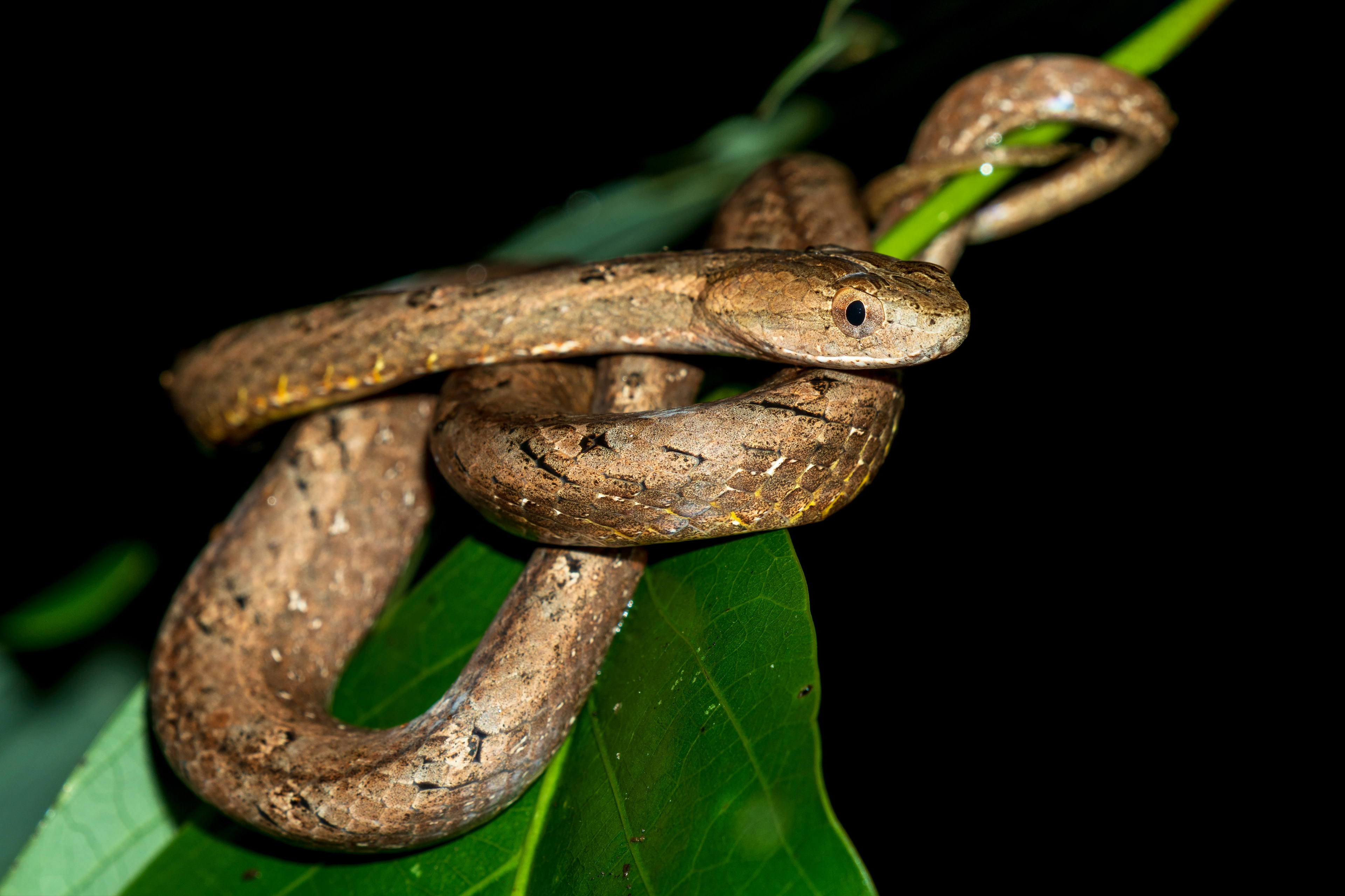 Psammodynastes pulverulentus. Mock Viper