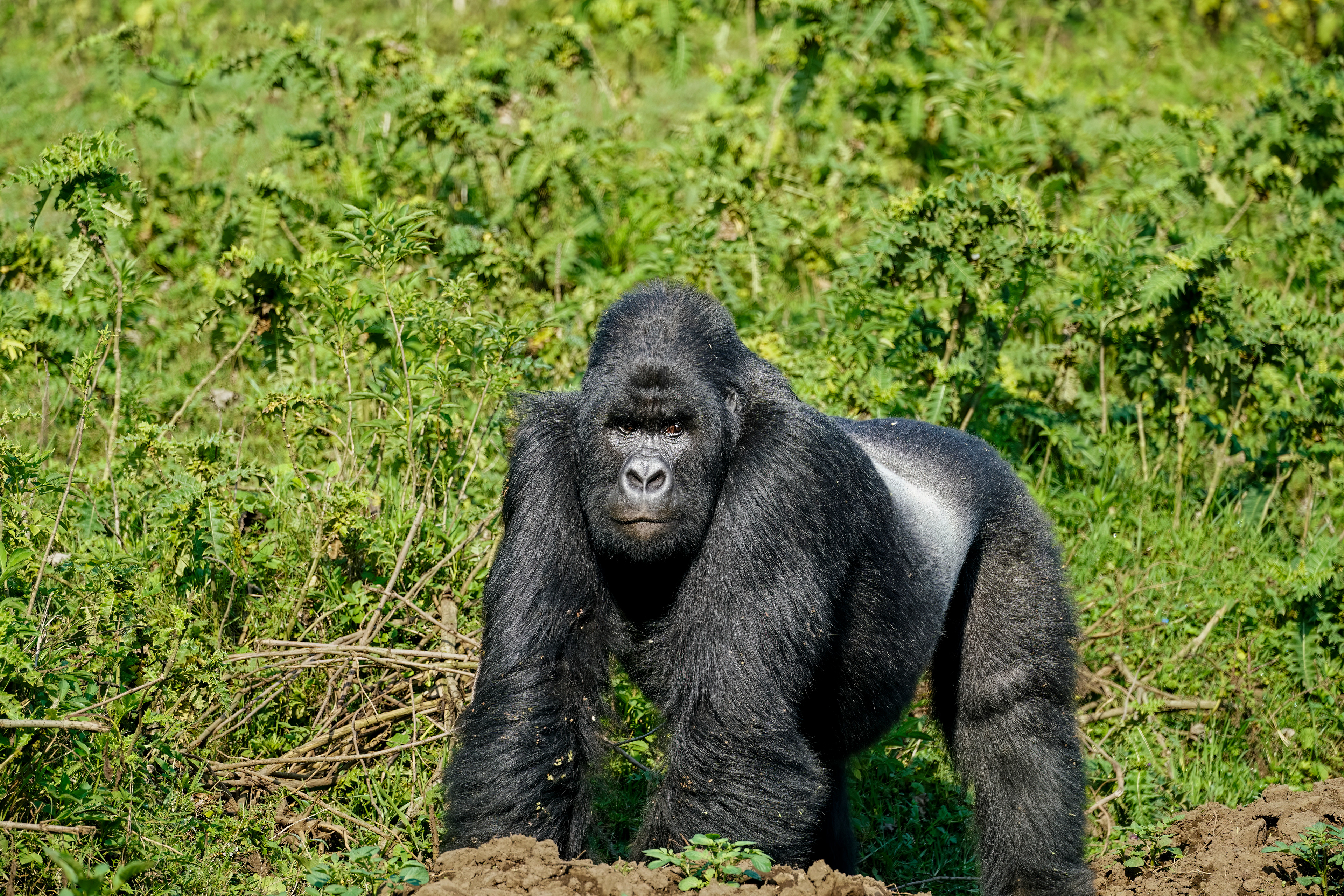 mountain gorilla, Gorilla beringei beringei, Virunga National Park, Congo Democratic Republic