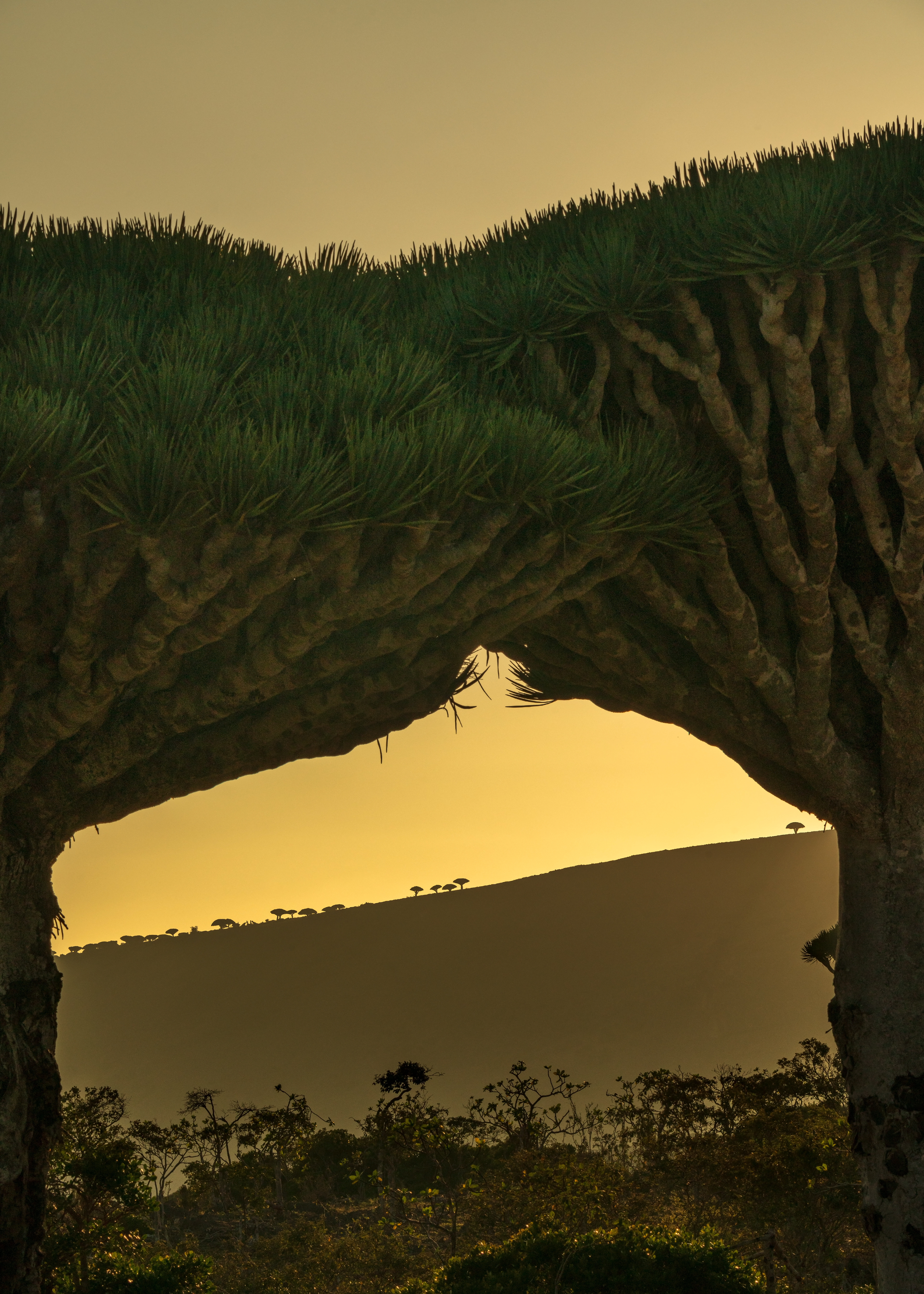 Socotran Dragon's Blood Tree silhouette at sunset in Firhmin
