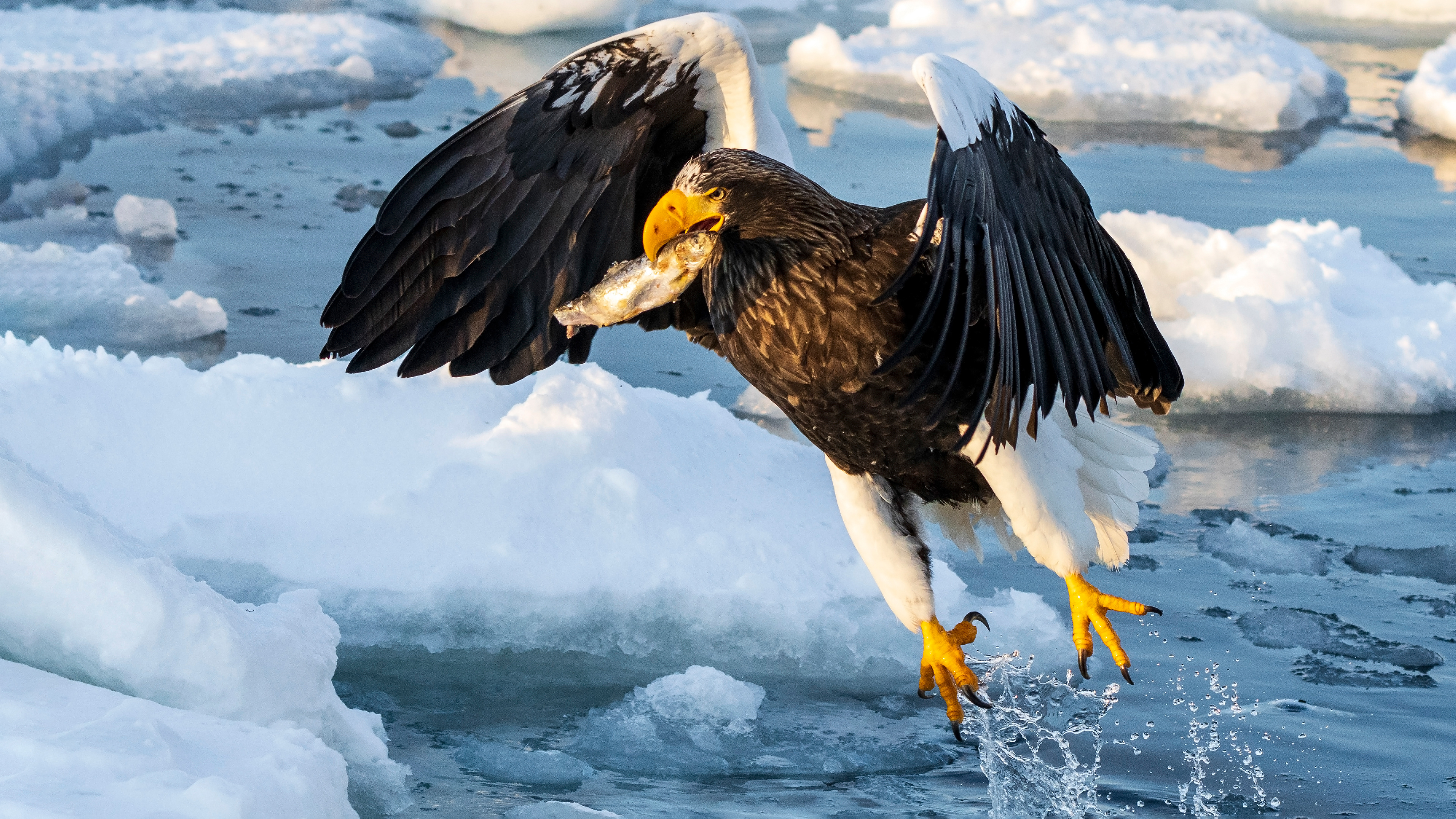 Steller's sea eagle (Haliaeetus pelagicus)