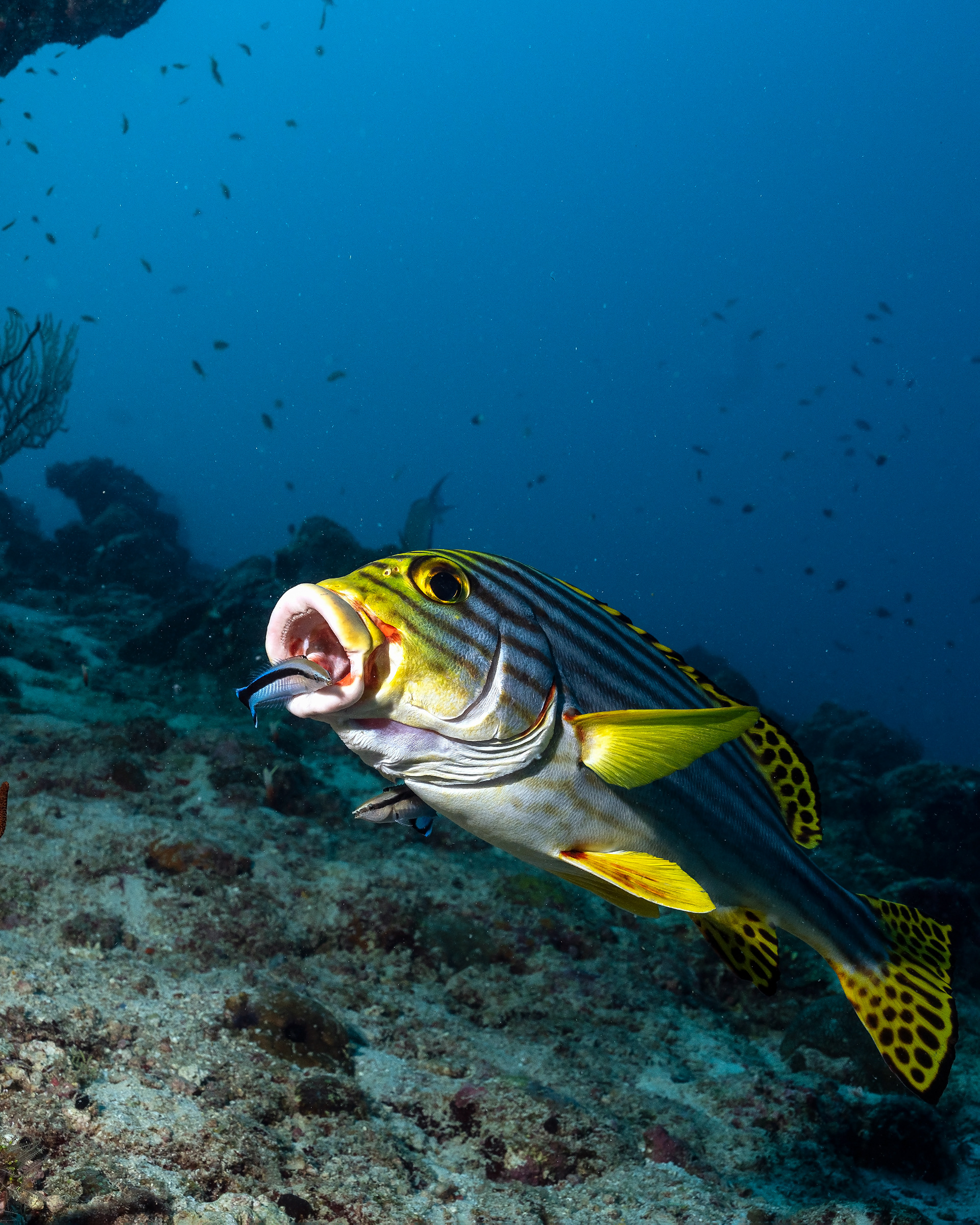 Indian Ocean oriental sweetlip Plectorhinchus vittatus and Bluestreak cleaner wrasses Labroides dimidiatus
