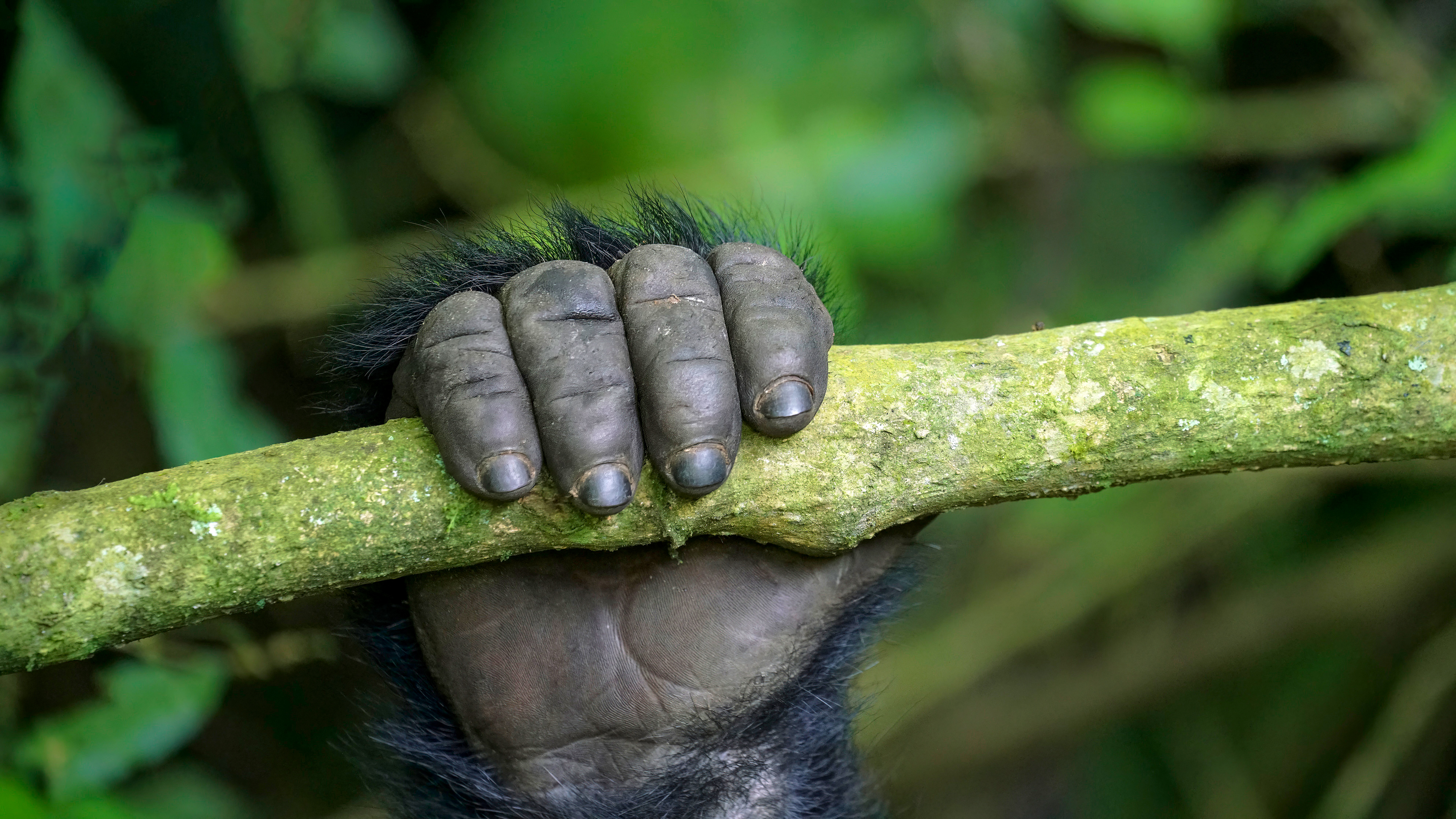 mountain gorilla, Gorilla beringei beringei, Virunga National Park, Congo Democratic Republic