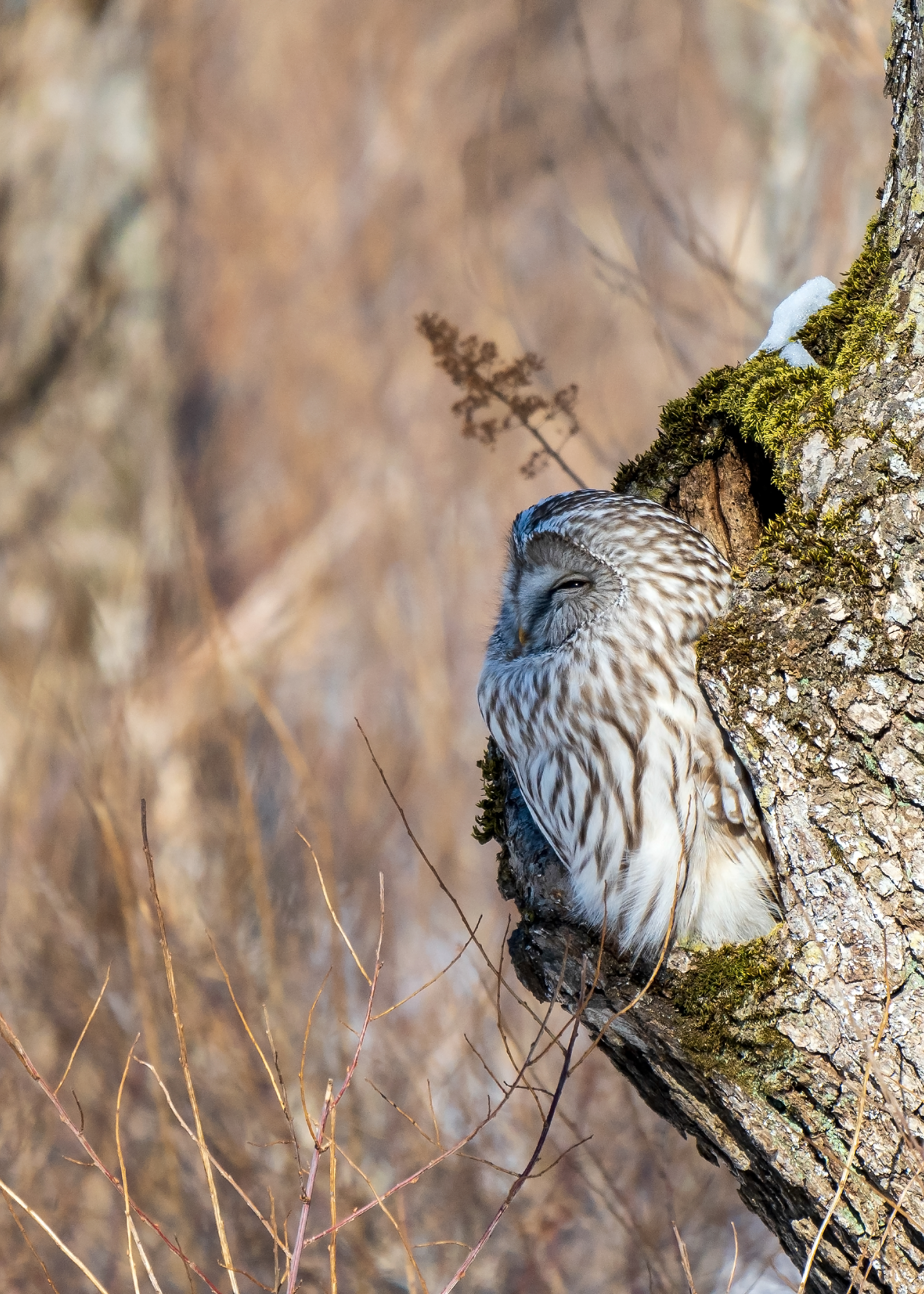 Ural owl (Strix uralensis)