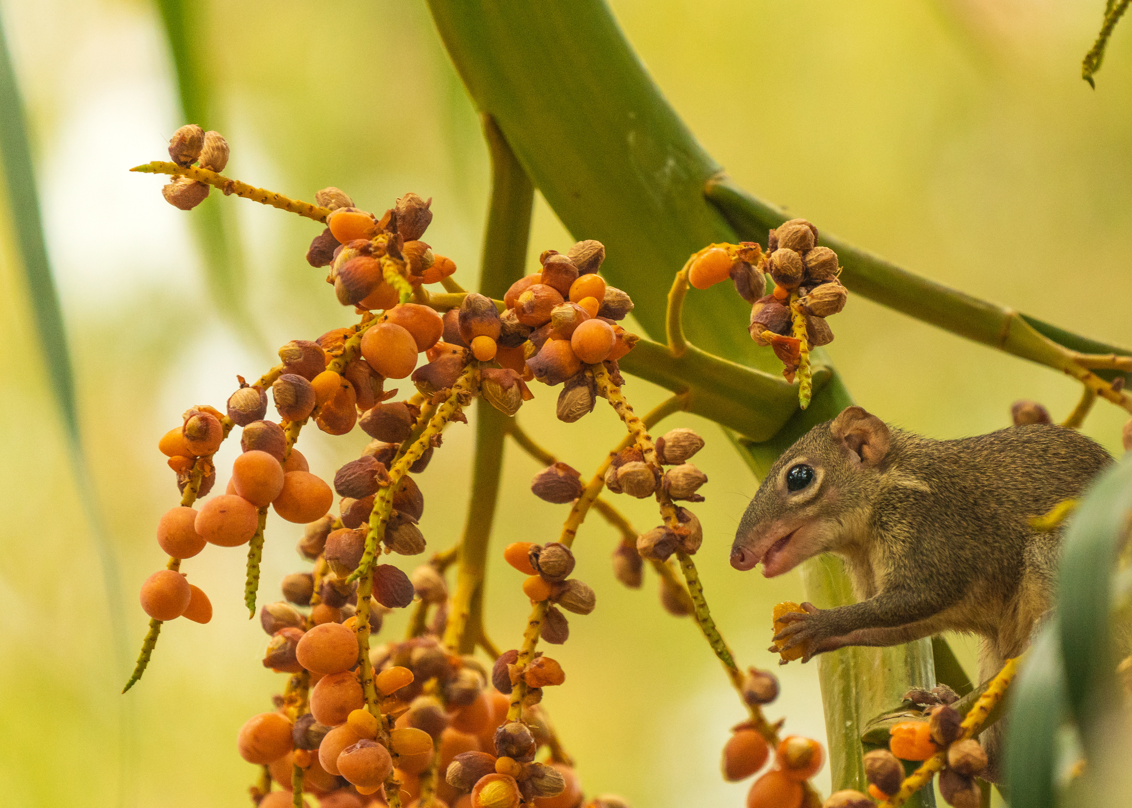 Tupaia belangeri, Northern treeshrew