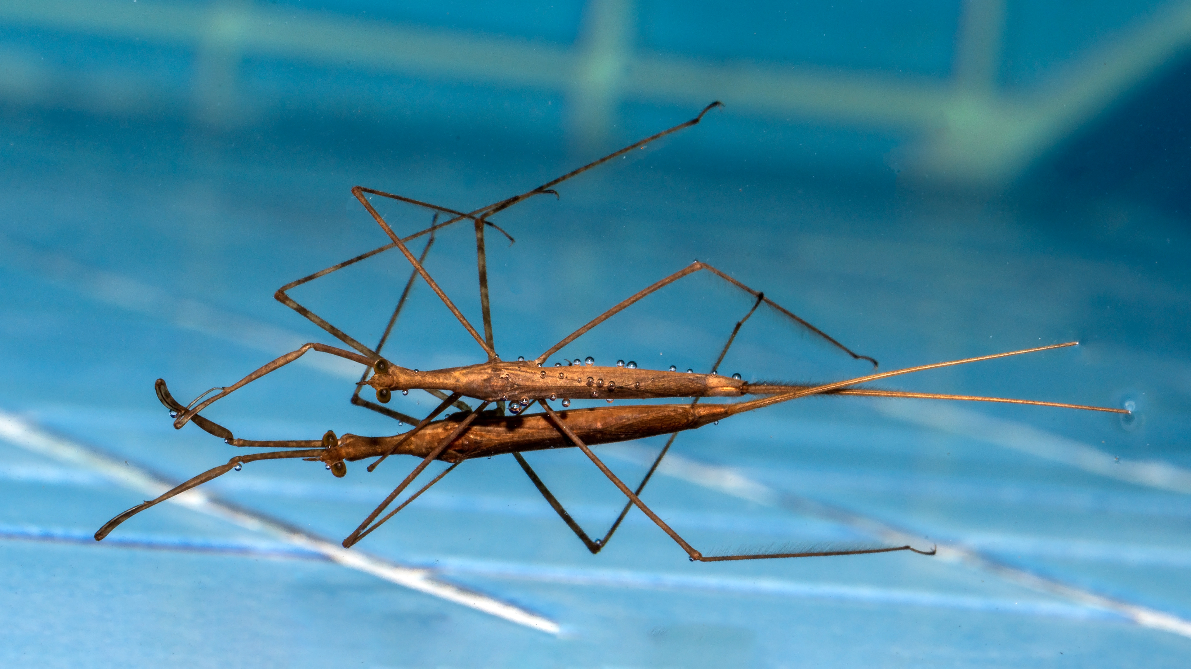 Nepidae Ranatra elongata, Water scorpions mating in a pool