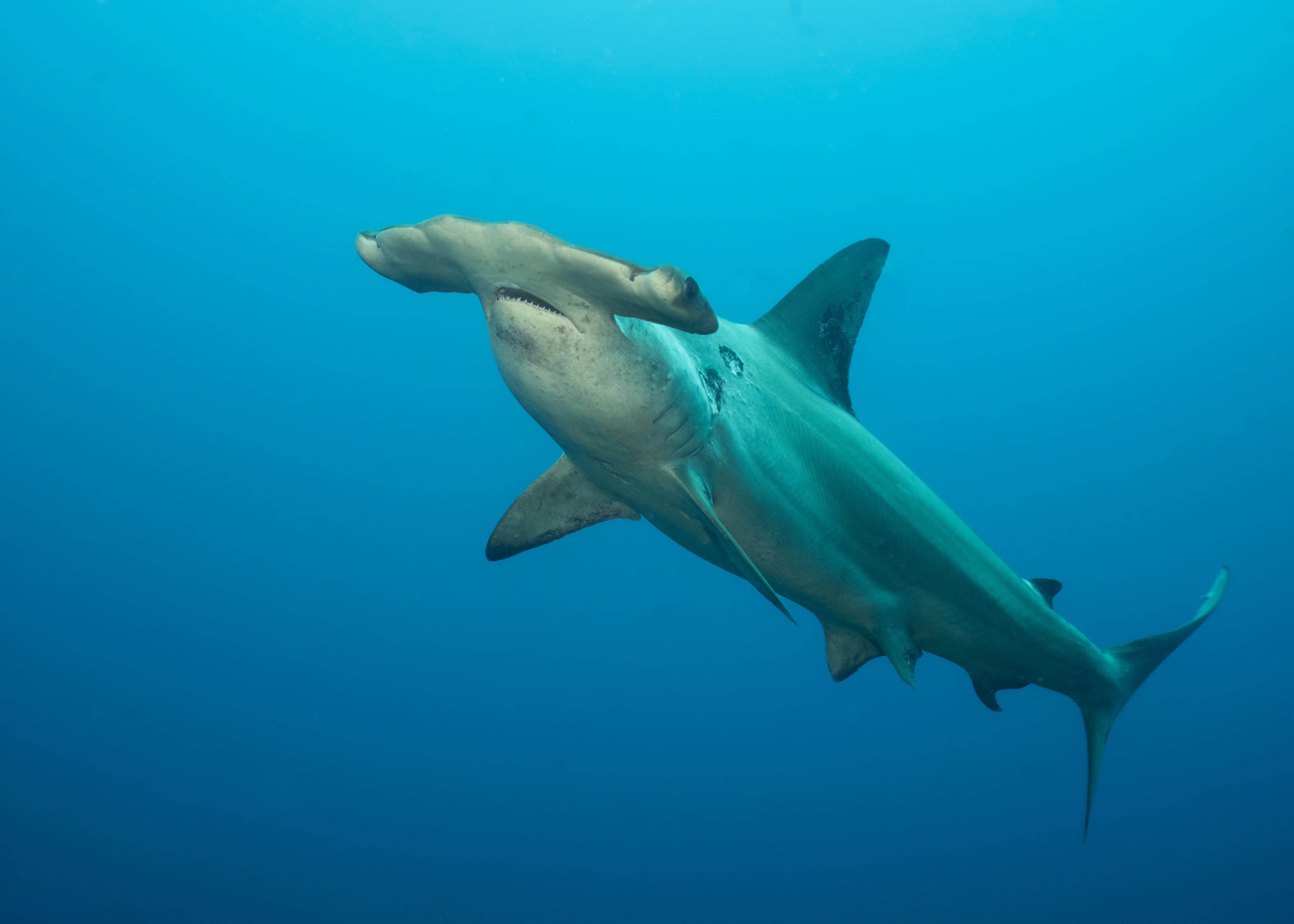 Scalloped Hammerhead Shark (Sphyrna lewini)