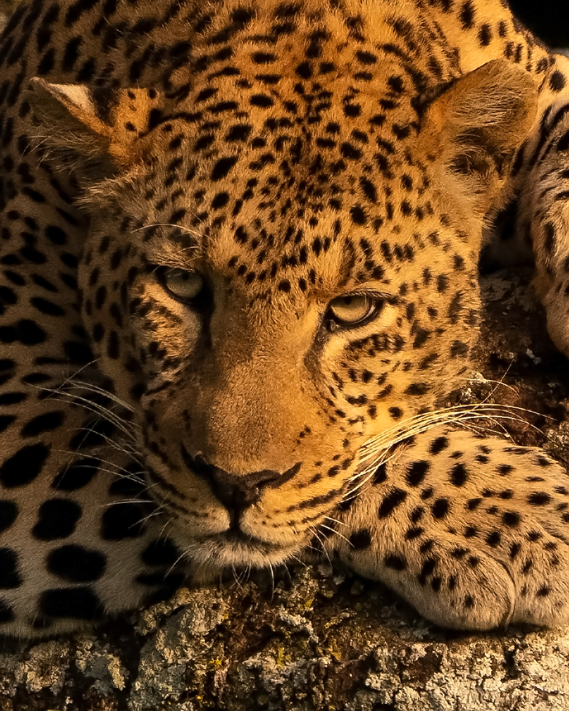 Leopard (Panthera pardus)
