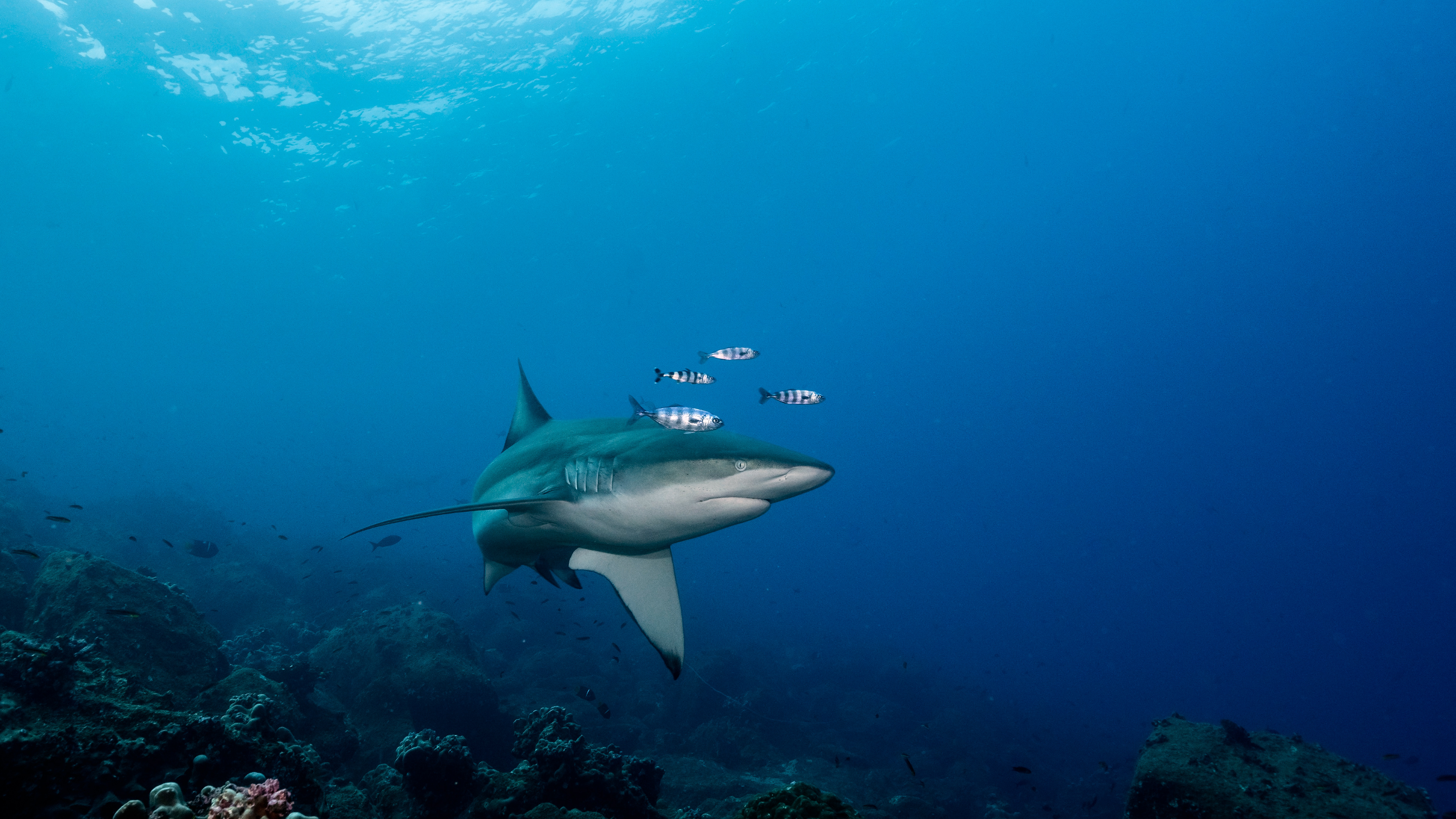 Silky shark (Carcharhinus falciformis) and Pilot fish (Naucrates ductor)