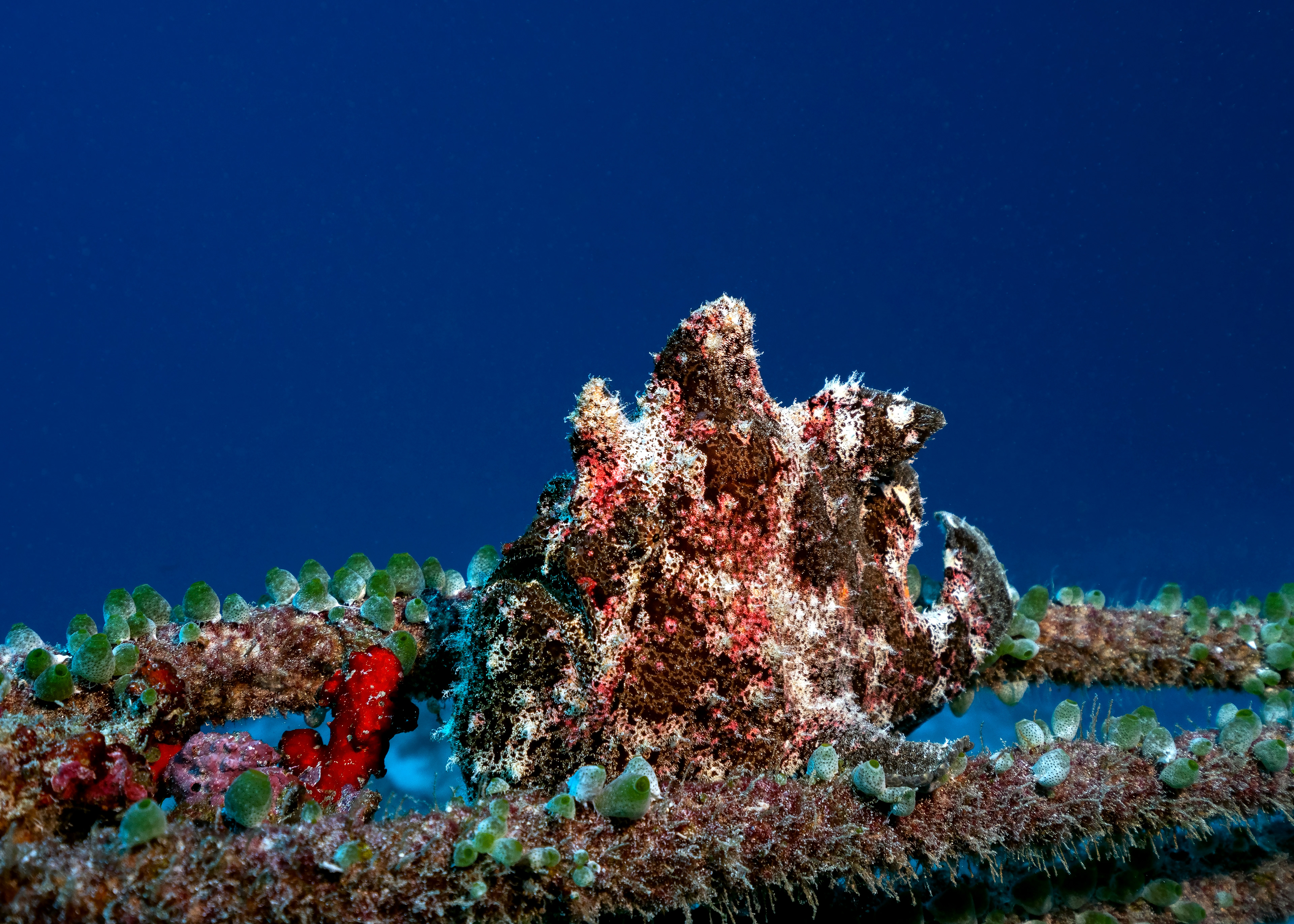 Taenianotus triacanthus, The Leaf scorpionfish at Fuvahmulah, Maldives