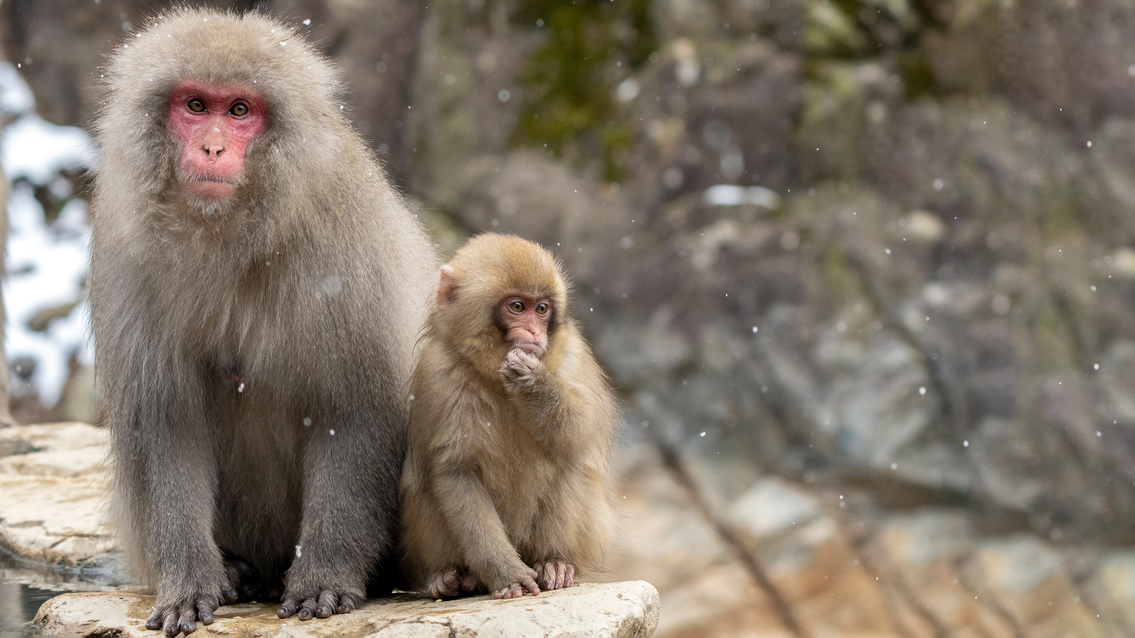 Japanese macaque (Macaca fuscata)
