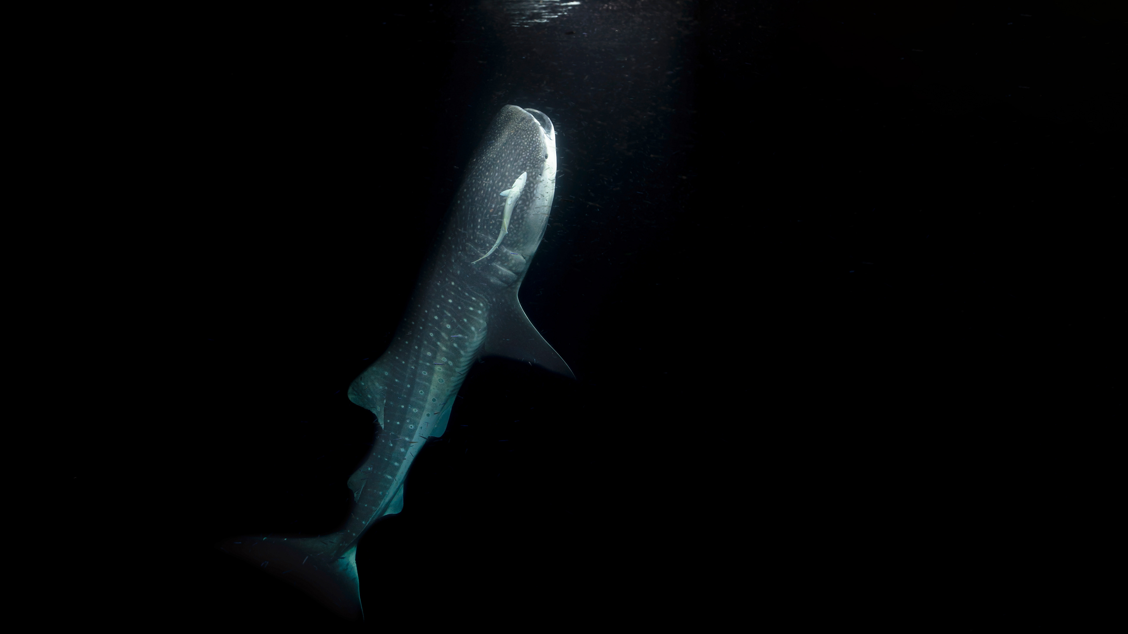 Whale shark Rhincodon typus