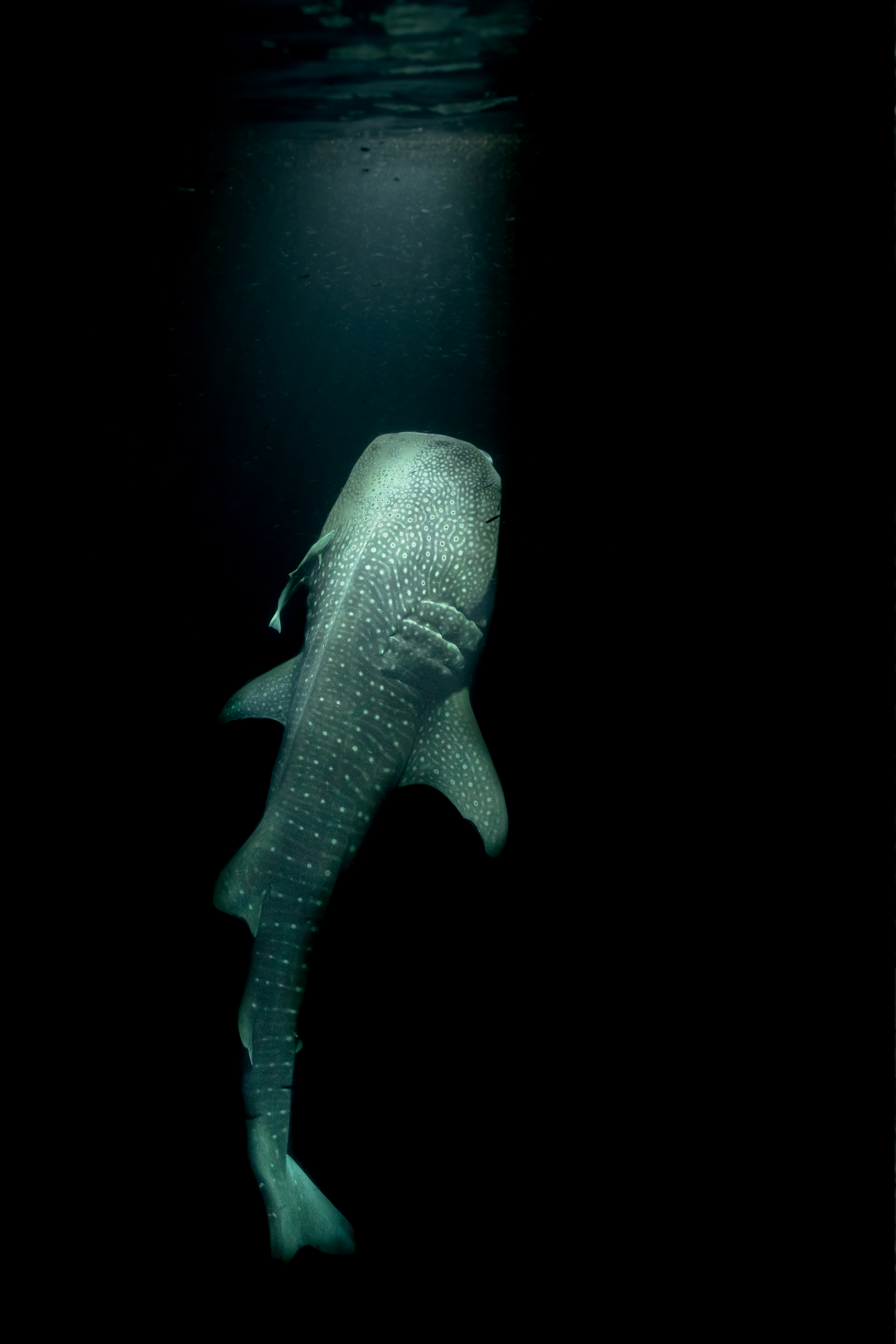 Whale shark Rhincodon typus