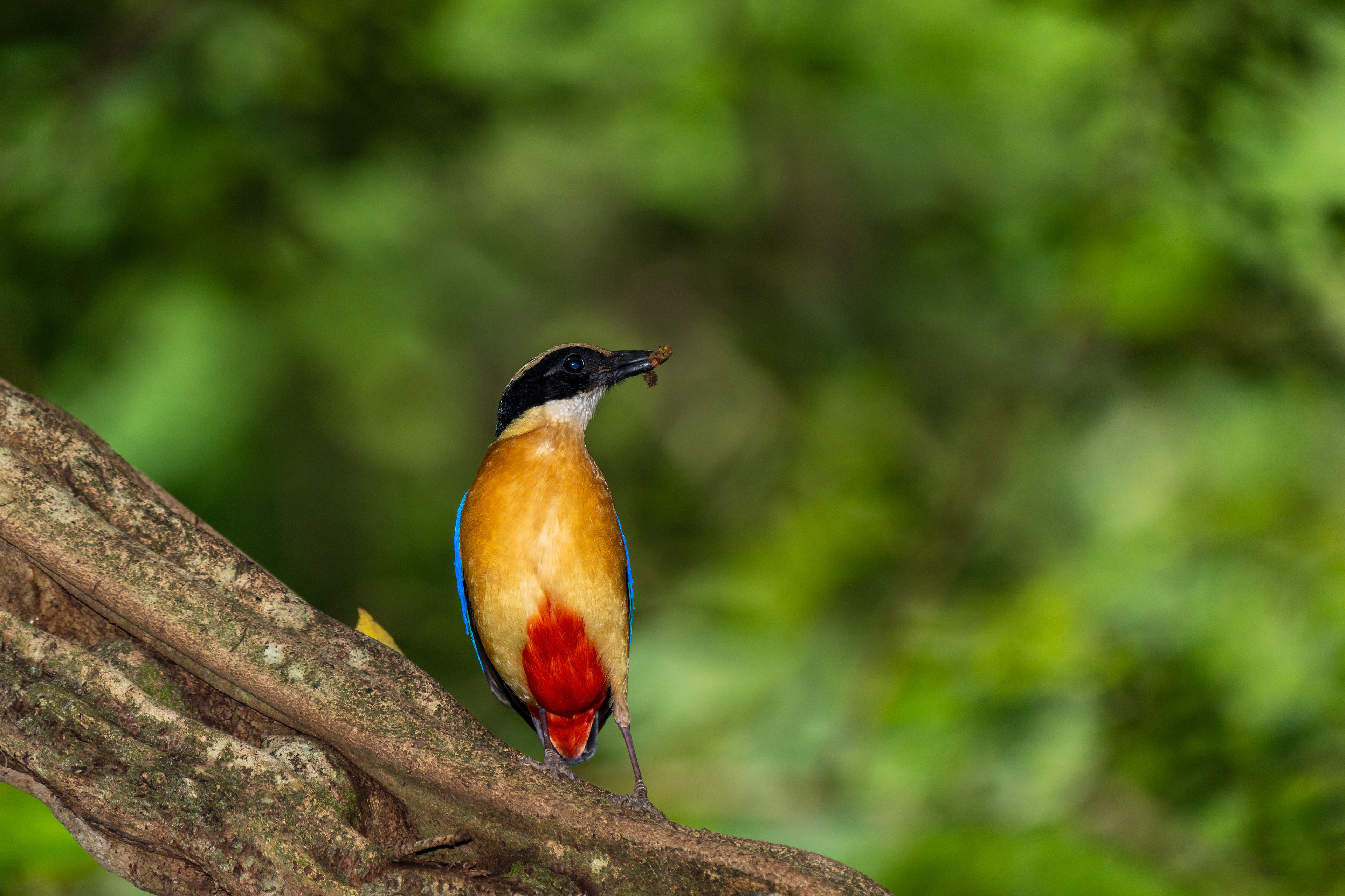 Pitta moluccensis, Blue-winged pitta